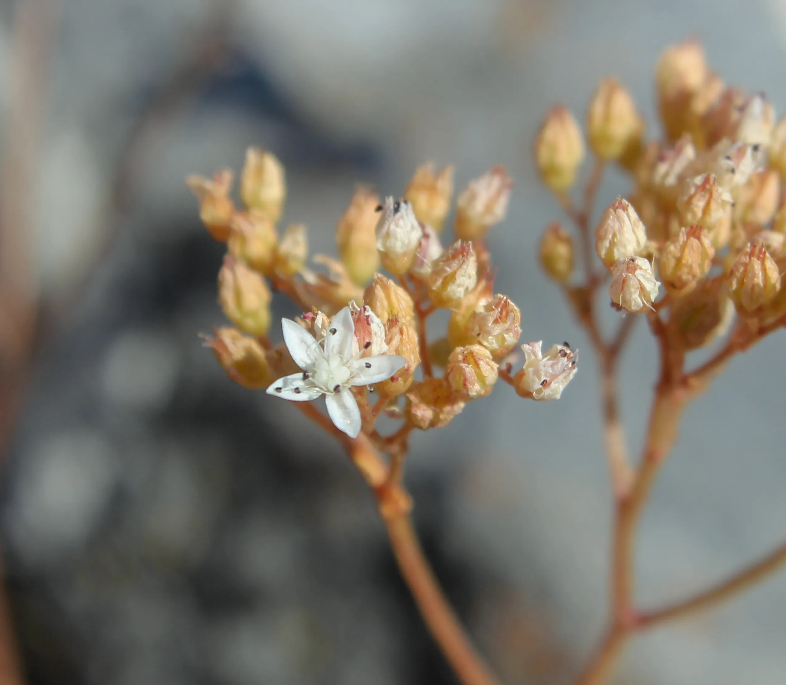 Sedum album