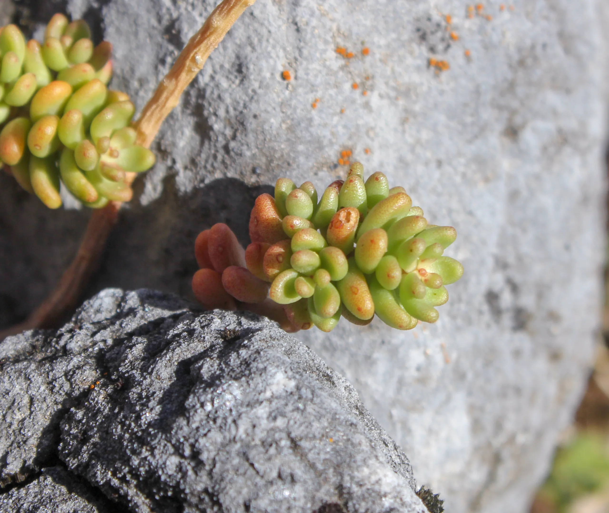 Sedum album