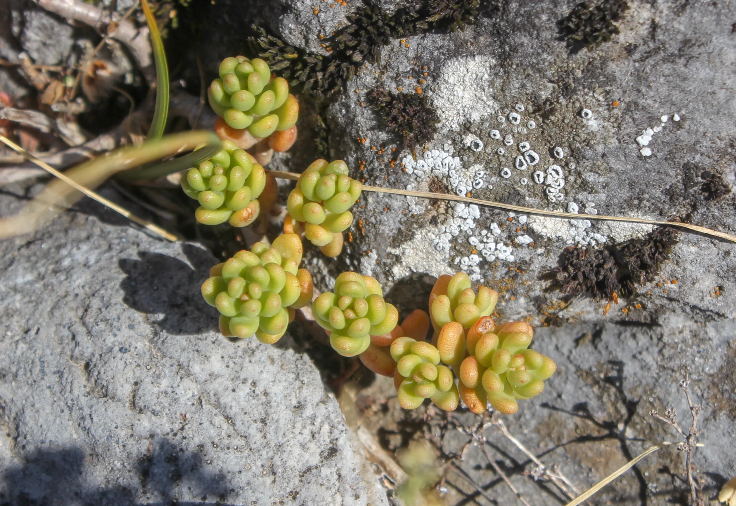 Sedum album