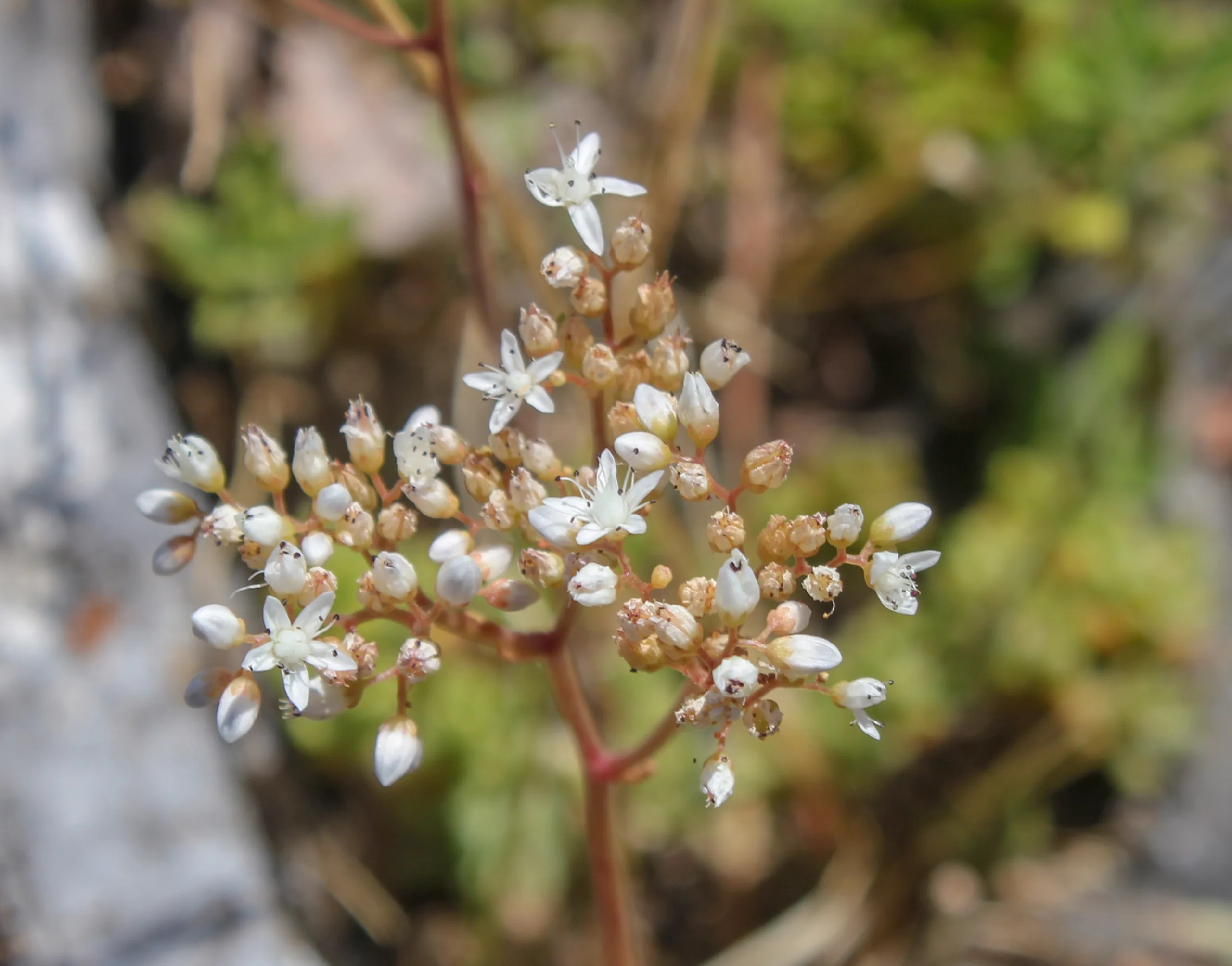 Sedum album