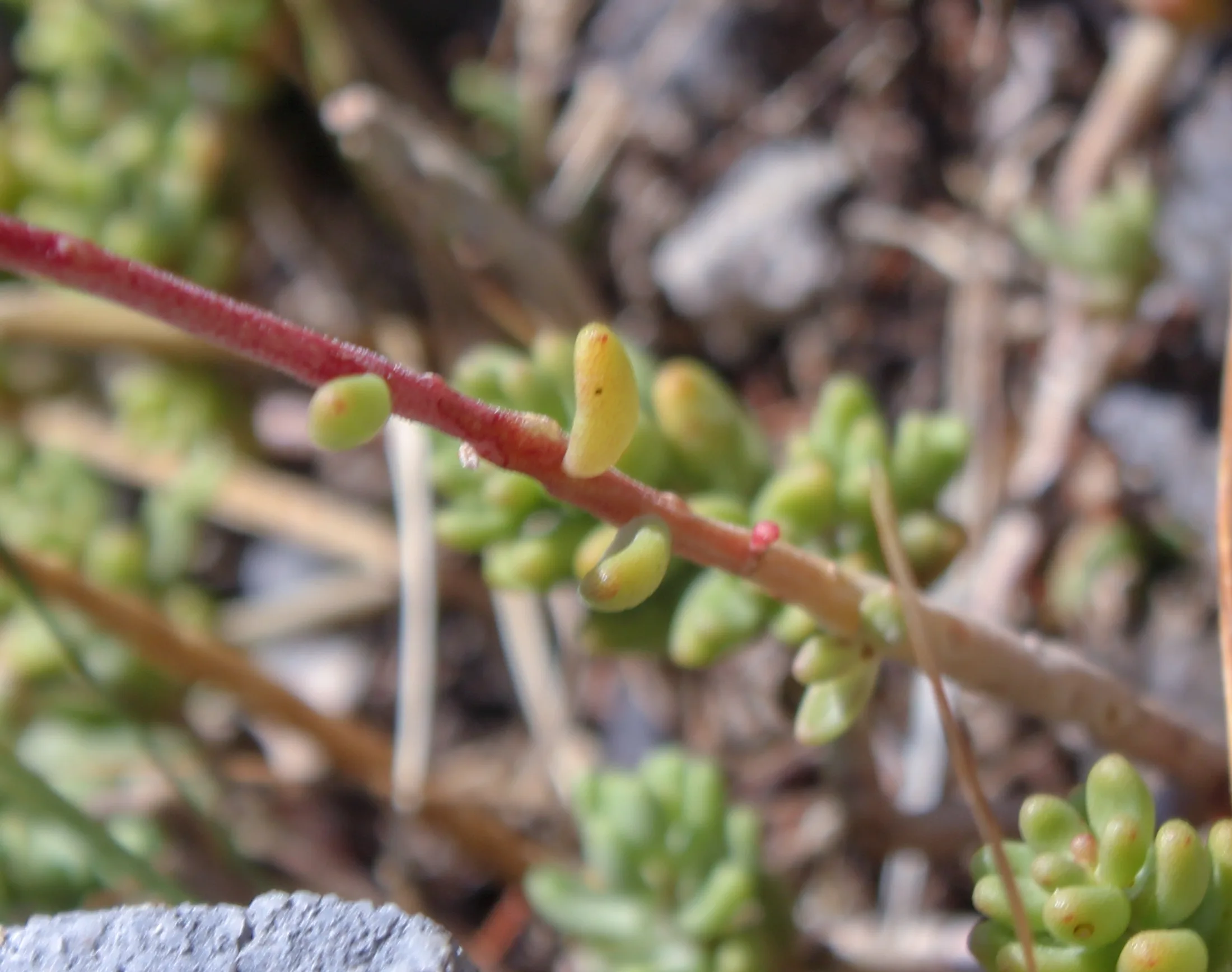 Sedum album
