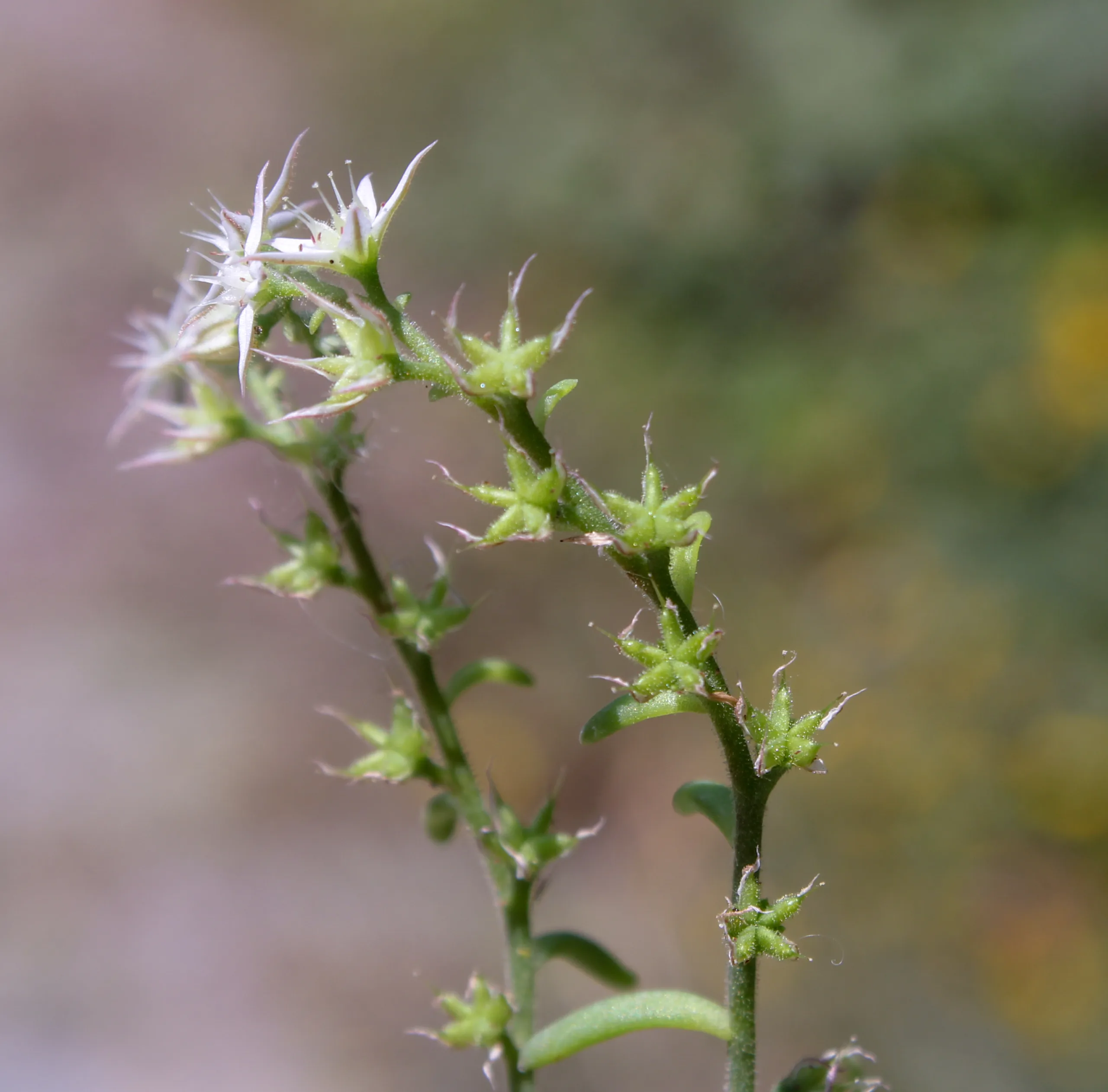 Sedum hispanicum