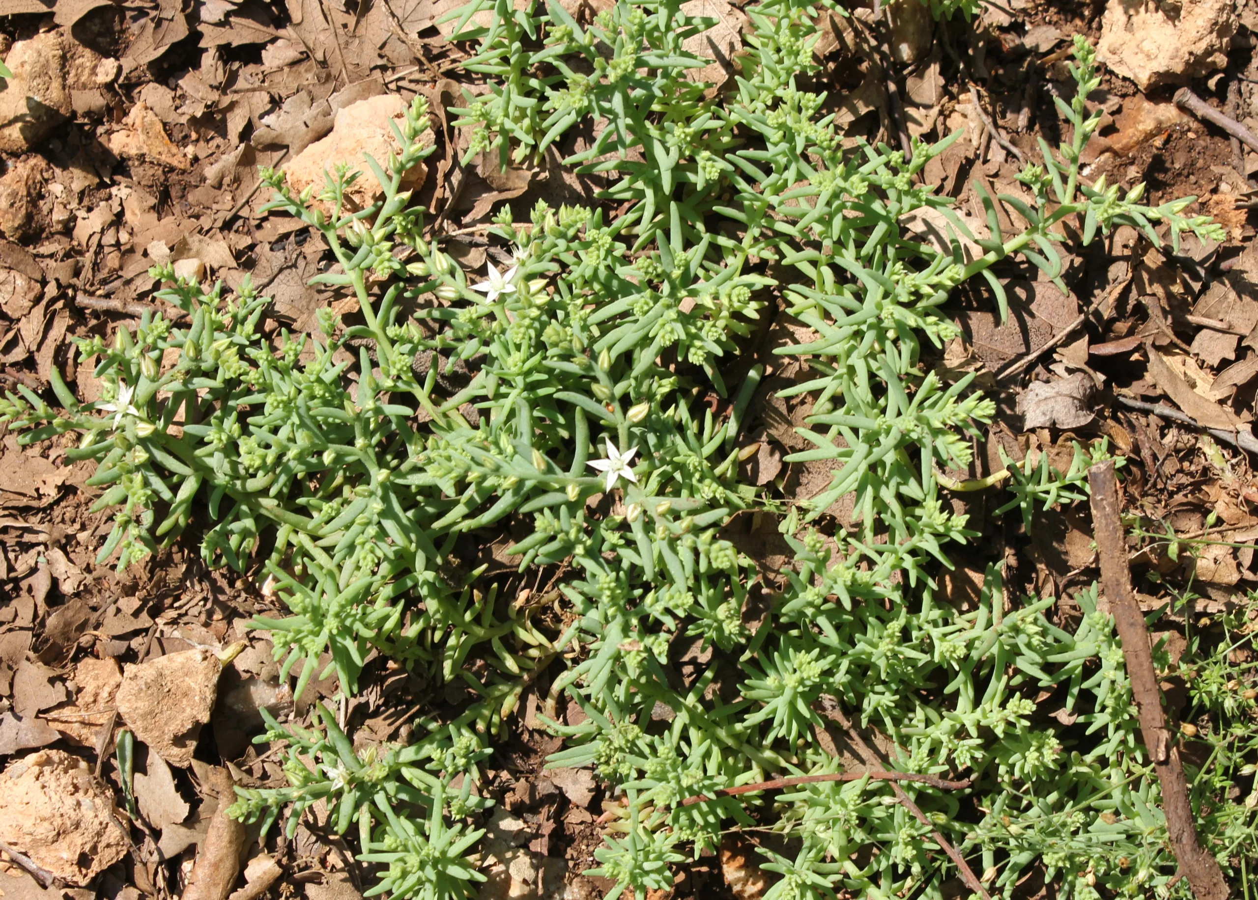 Sedum hispanicum