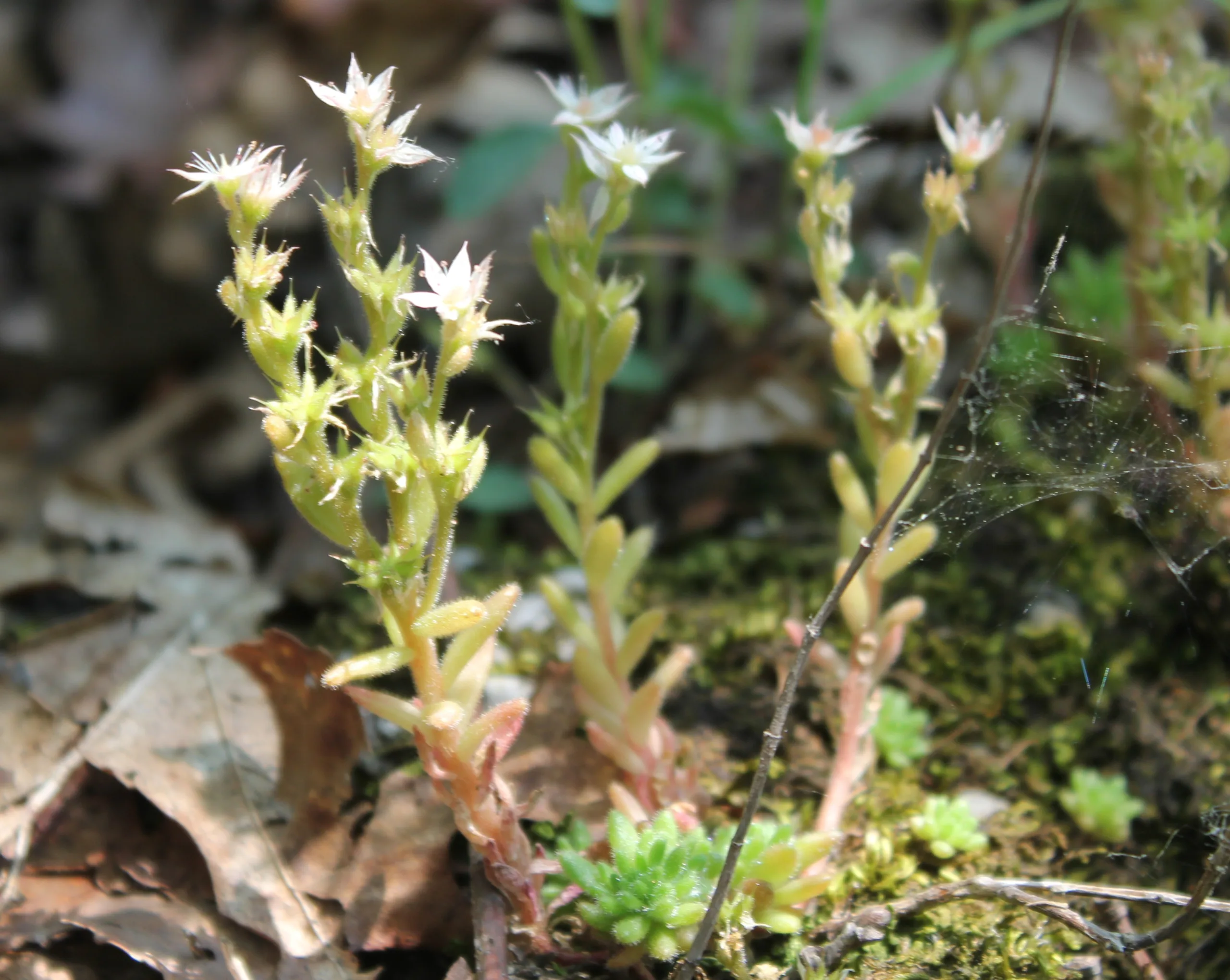Sedum hispanicum