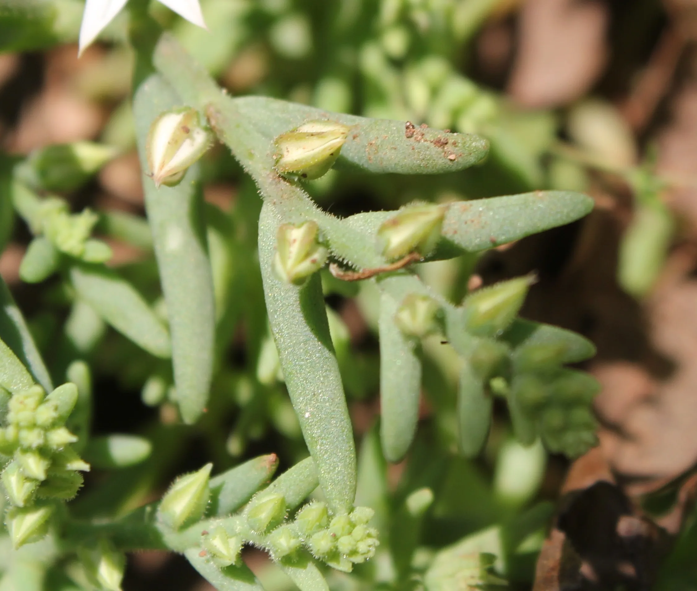 Sedum hispanicum