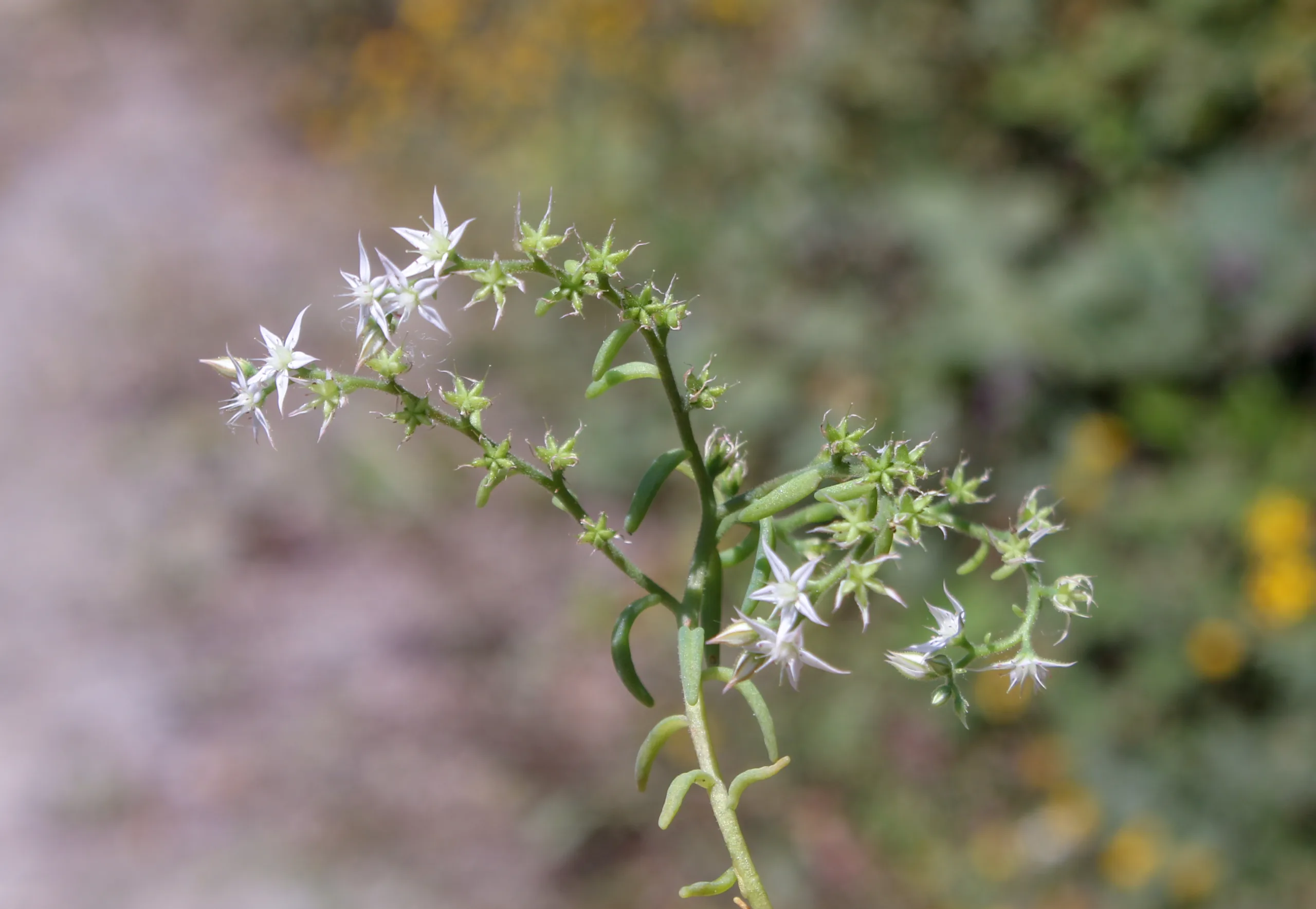 Sedum hispanicum