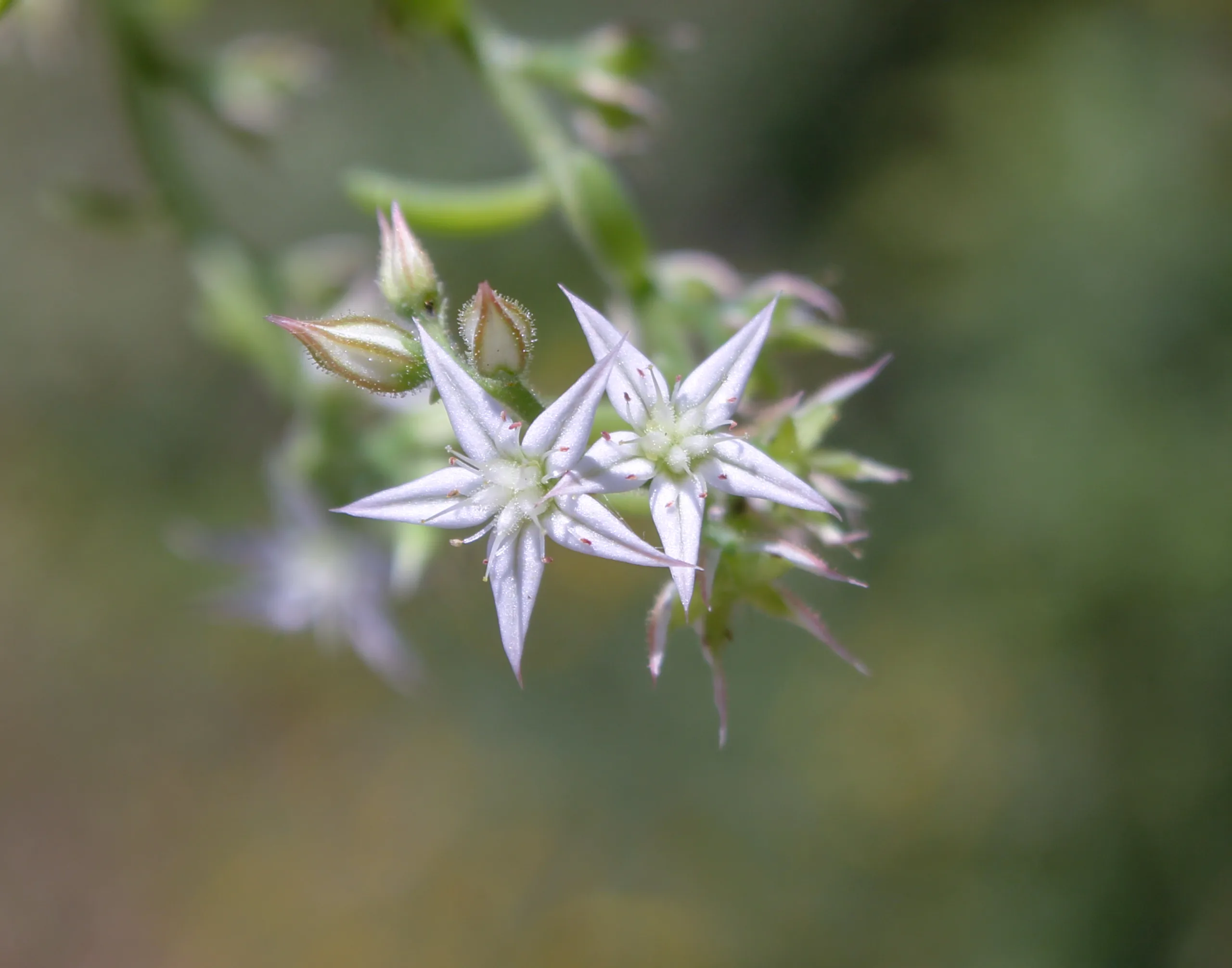 Sedum hispanicum
