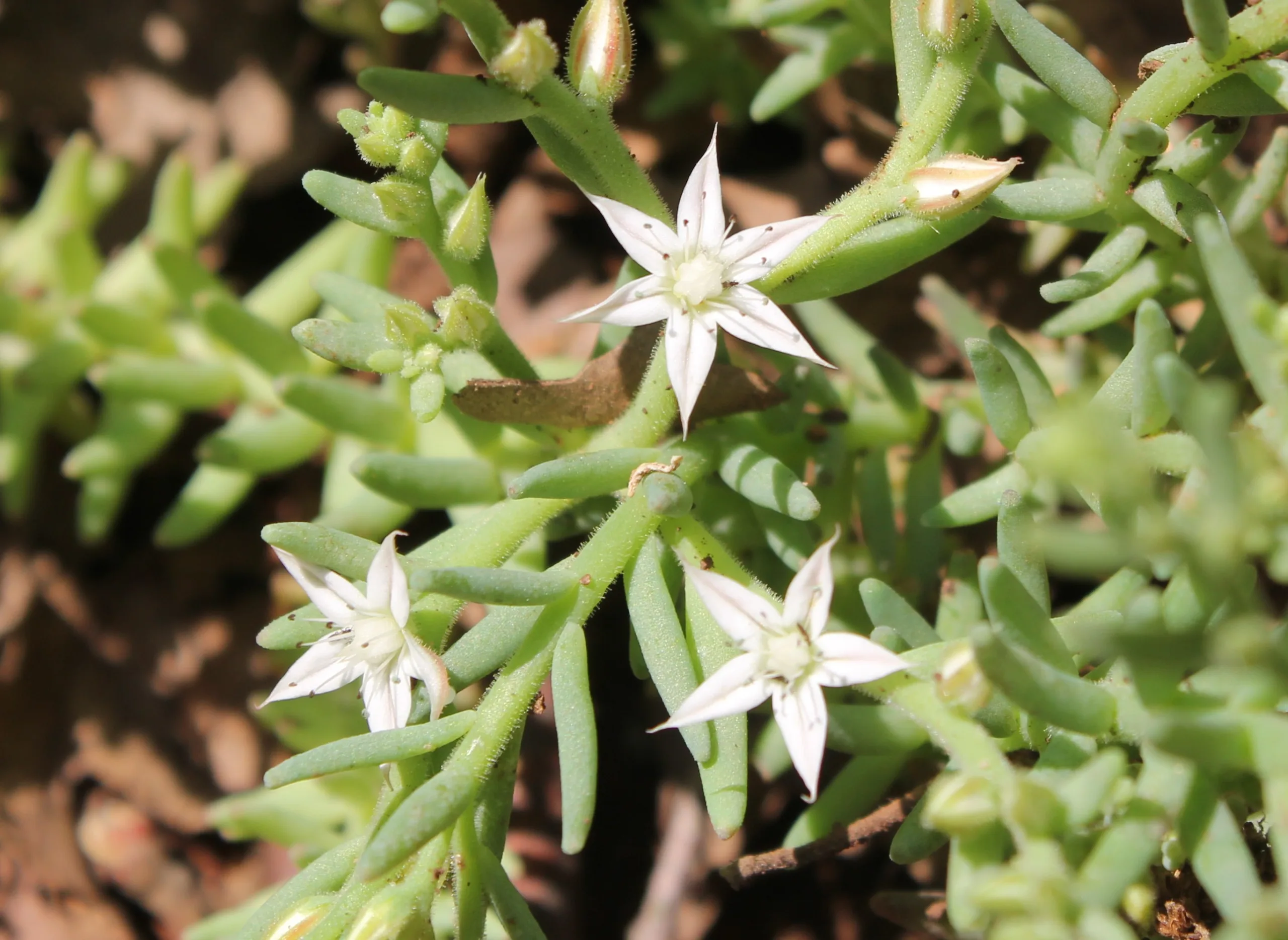 Sedum hispanicum