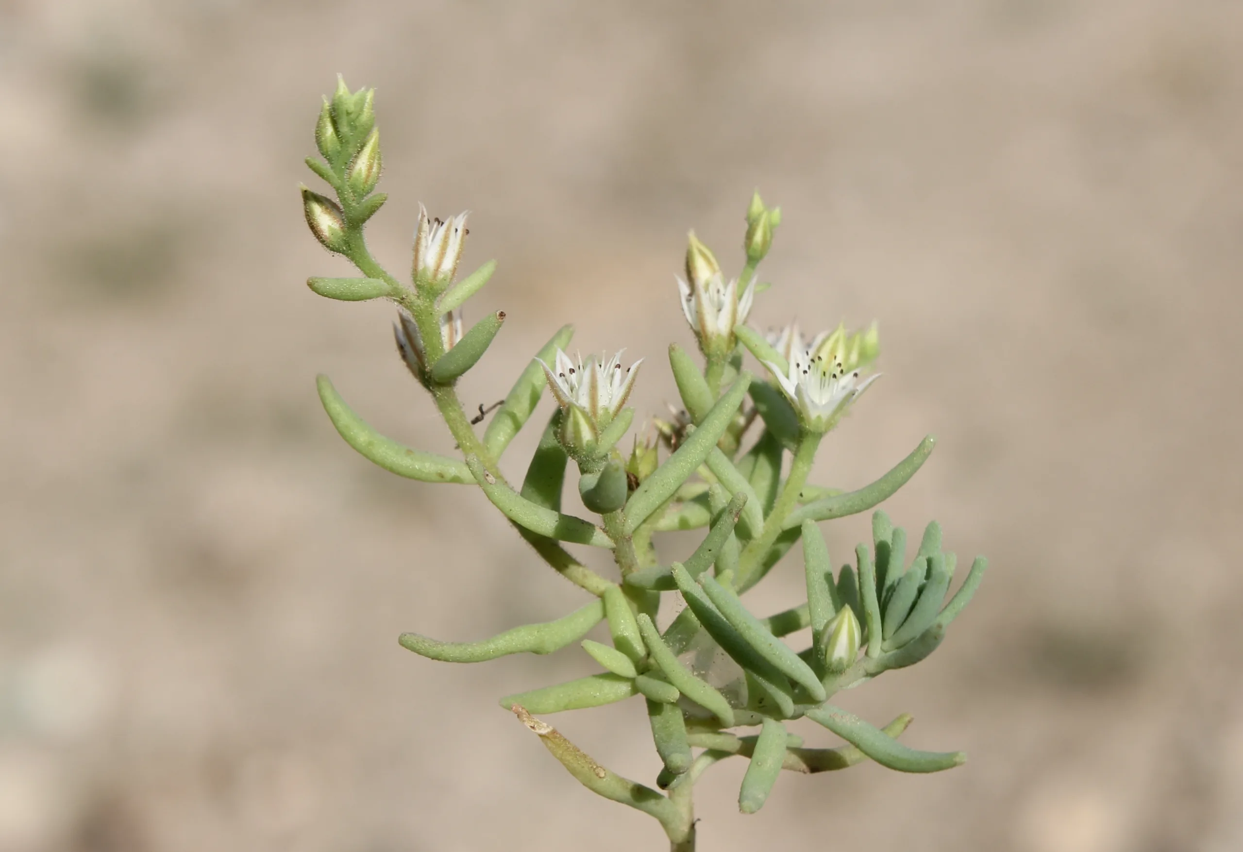 Sedum hispanicum