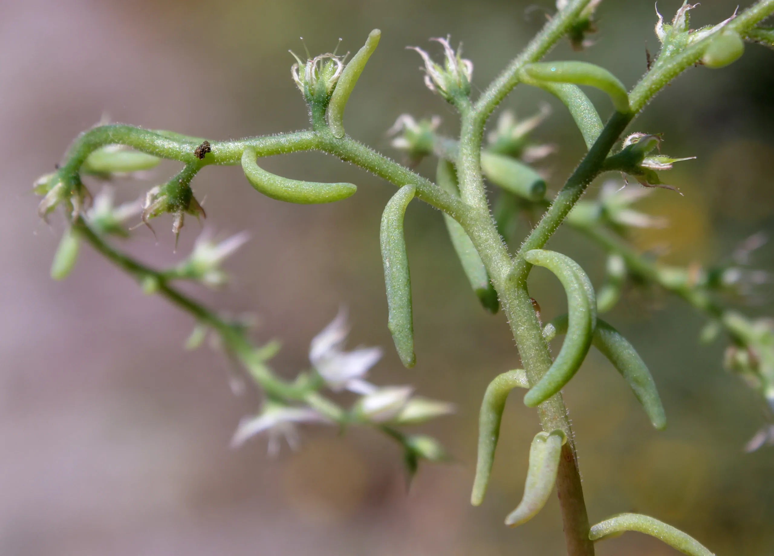 Sedum hispanicum