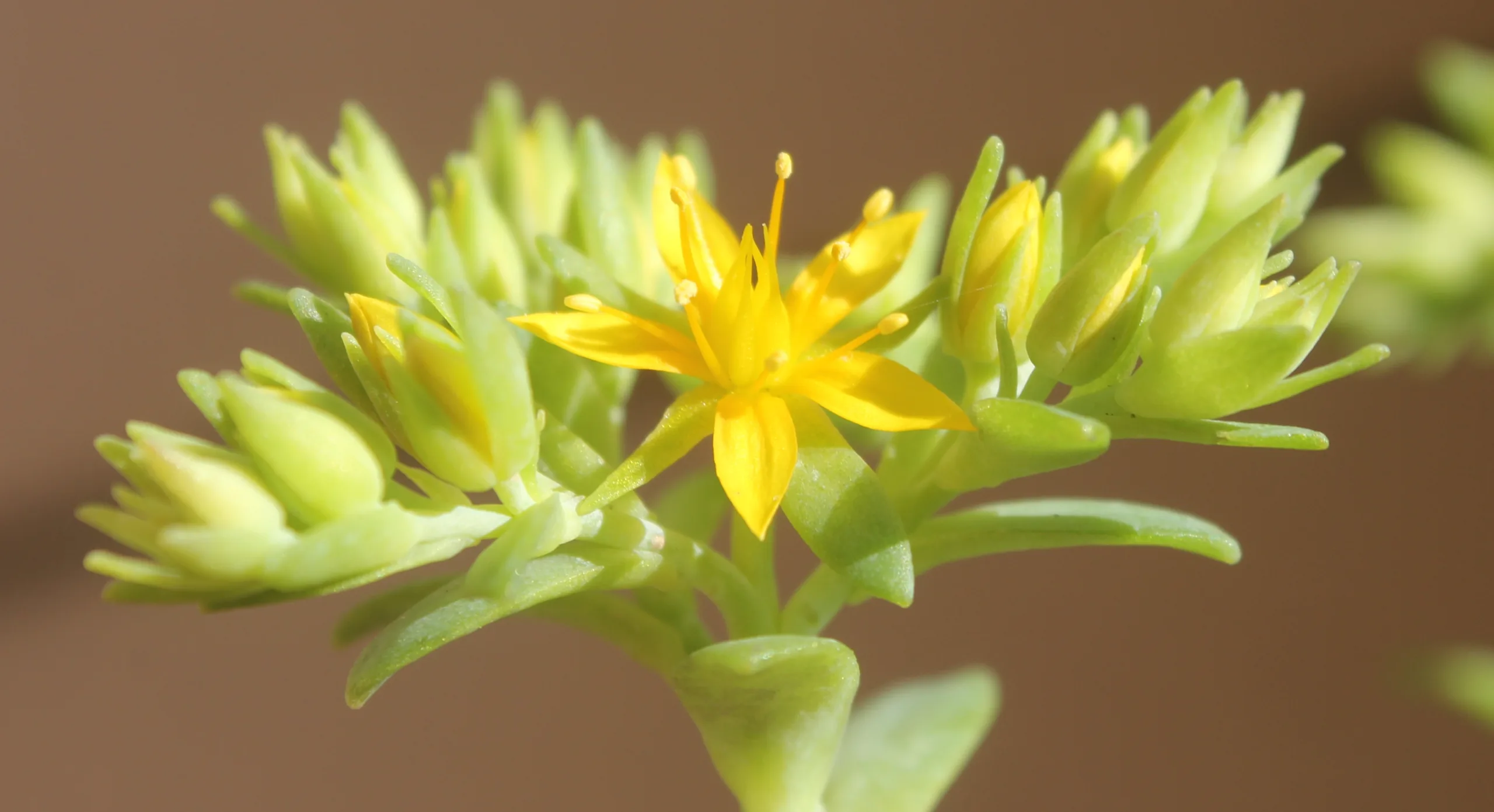Sedum palmeri