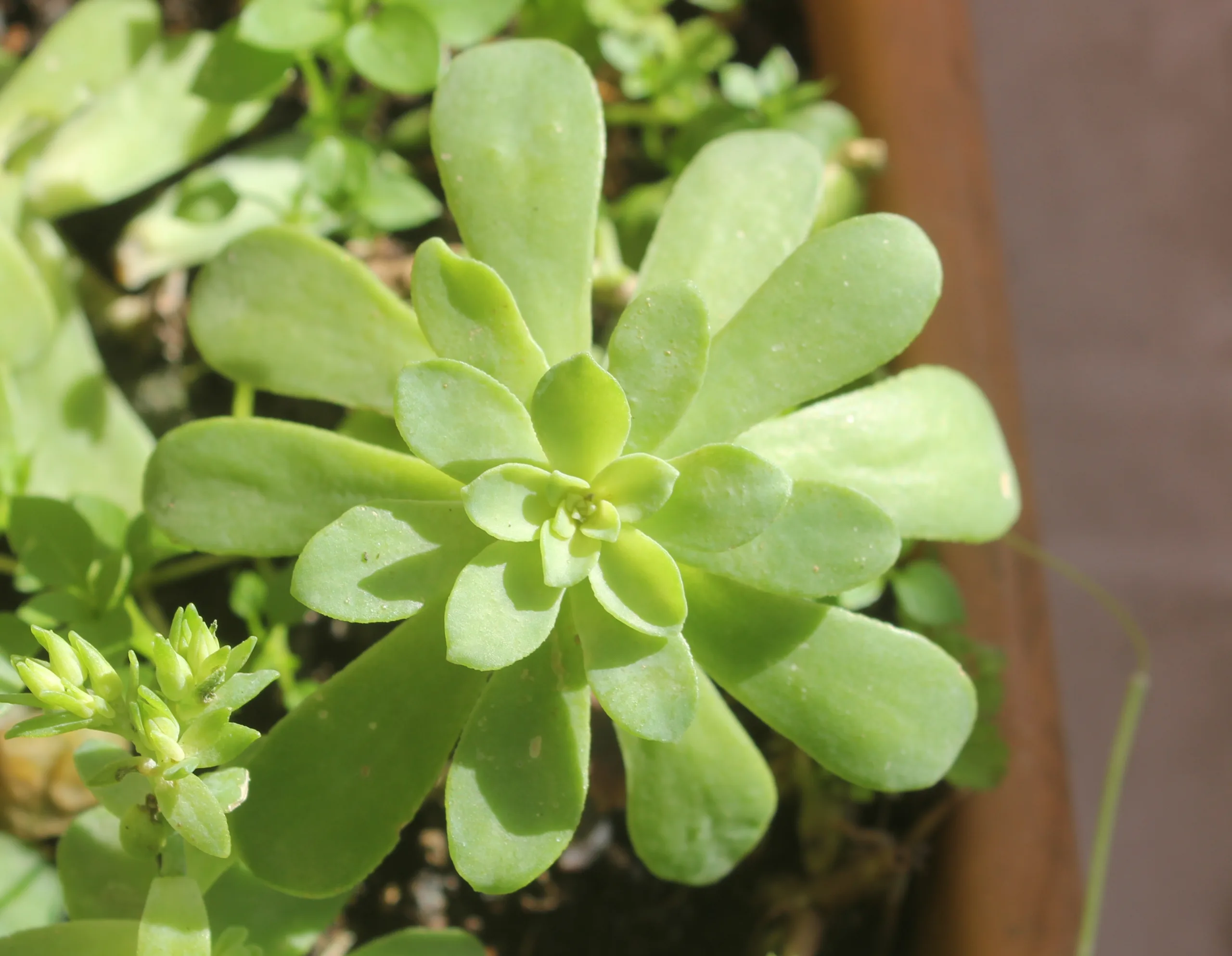 Sedum palmeri