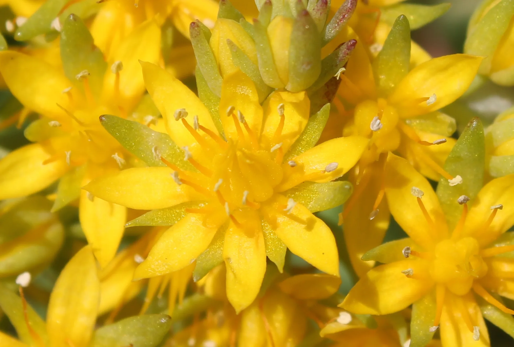 Sedum palmeri