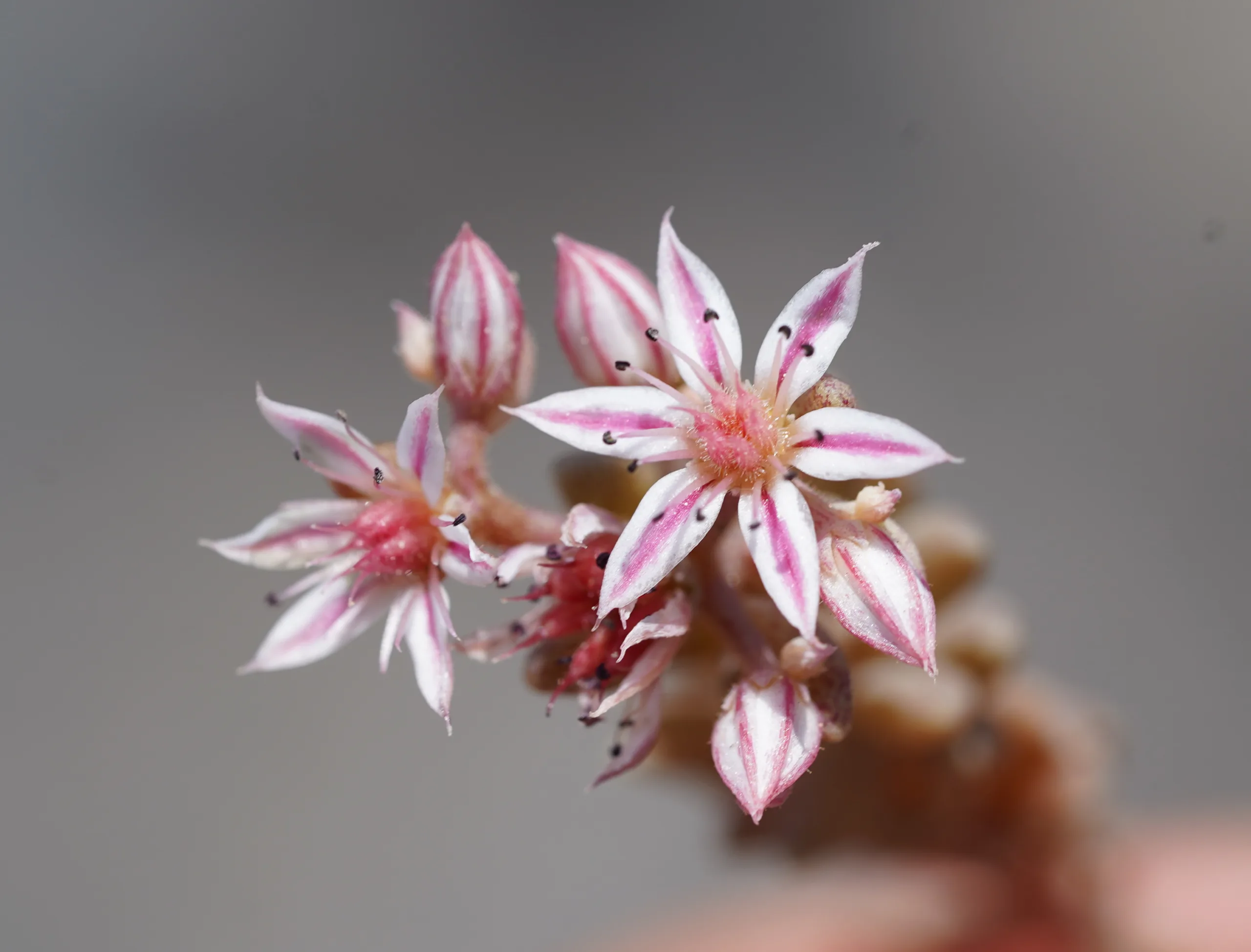 Sedum rubens