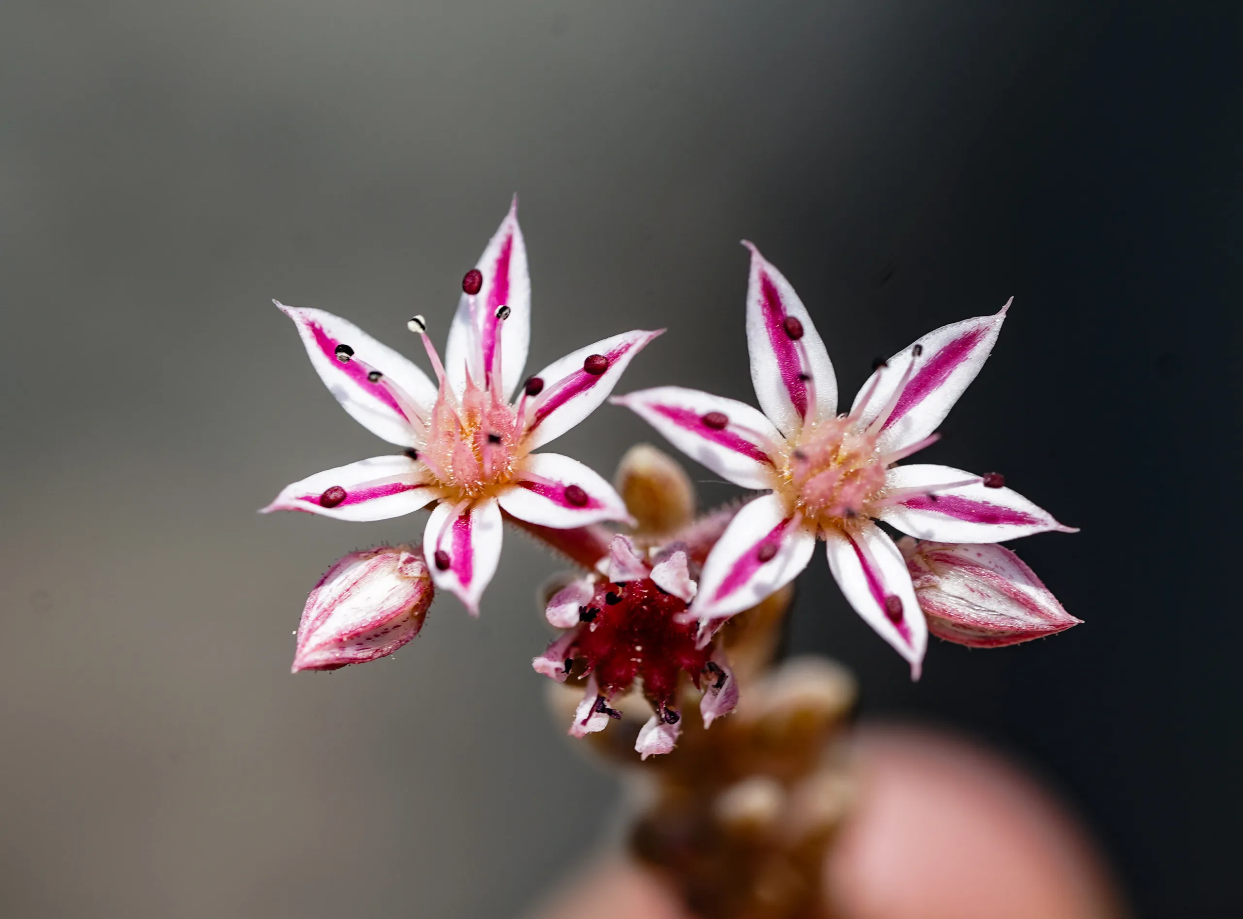 Sedum rubens (Kaya üzümü)