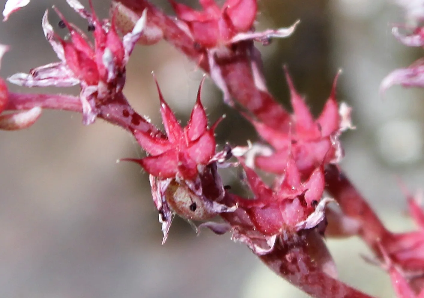 Sedum rubens
