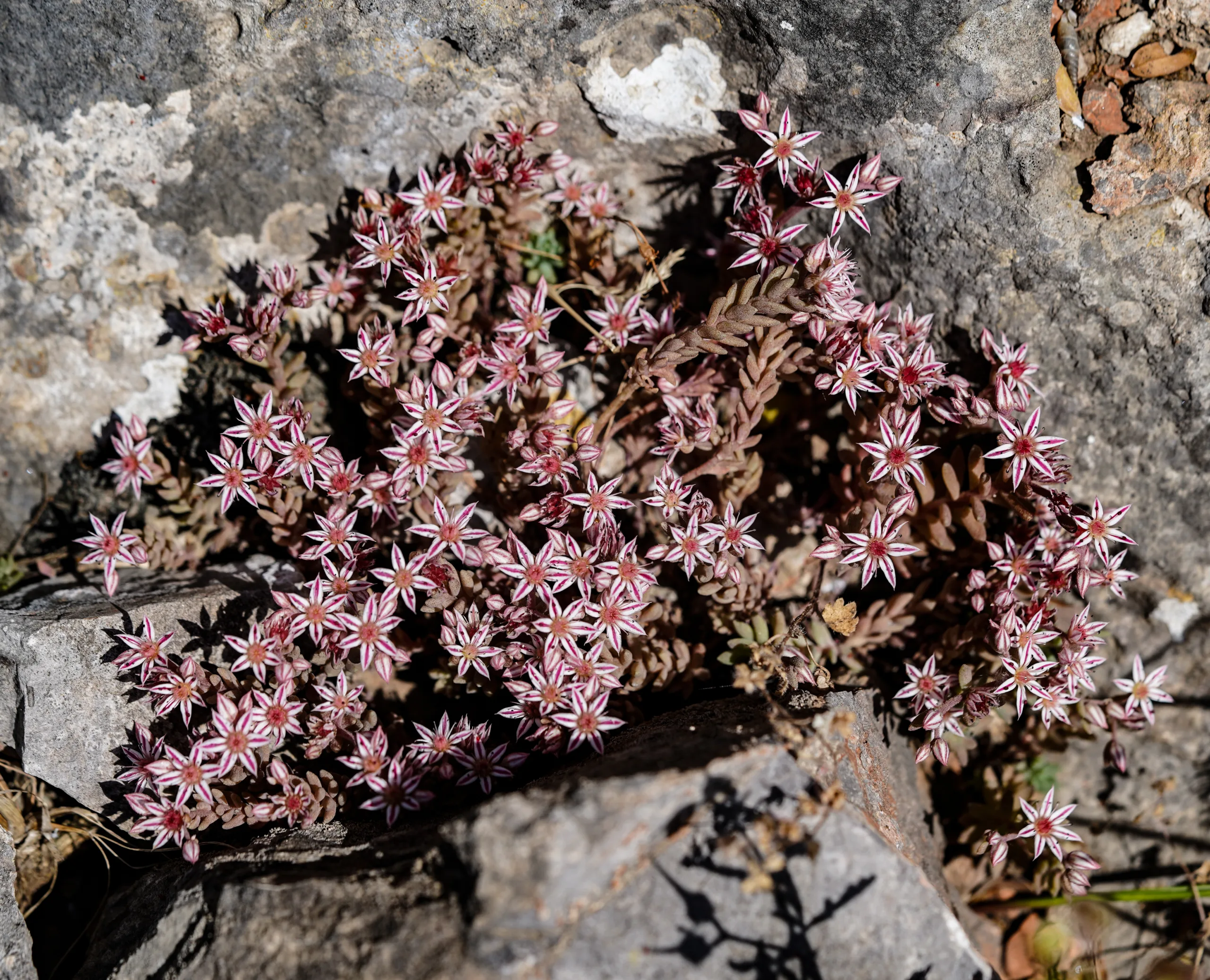 Sedum rubens