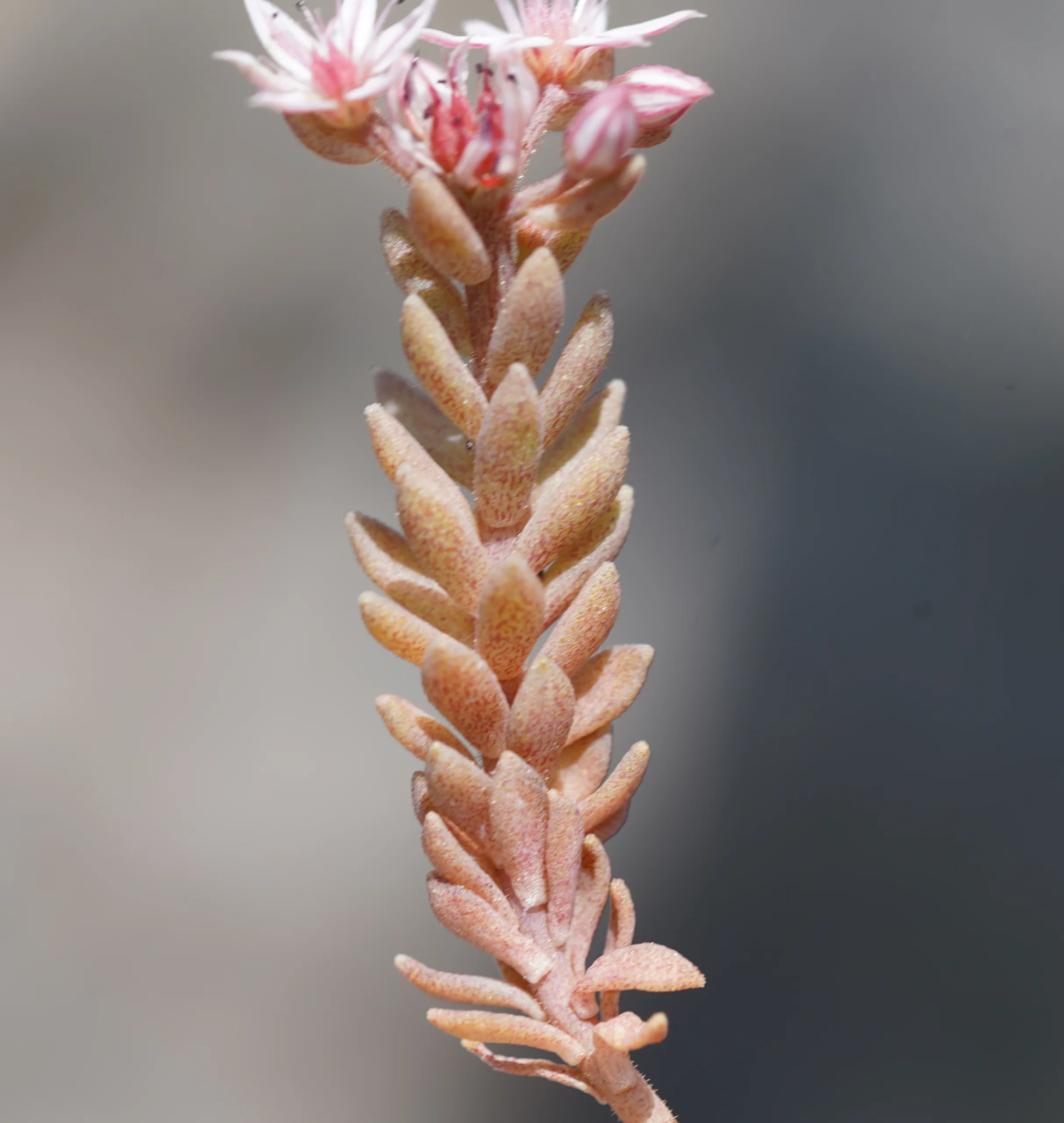 Sedum rubens