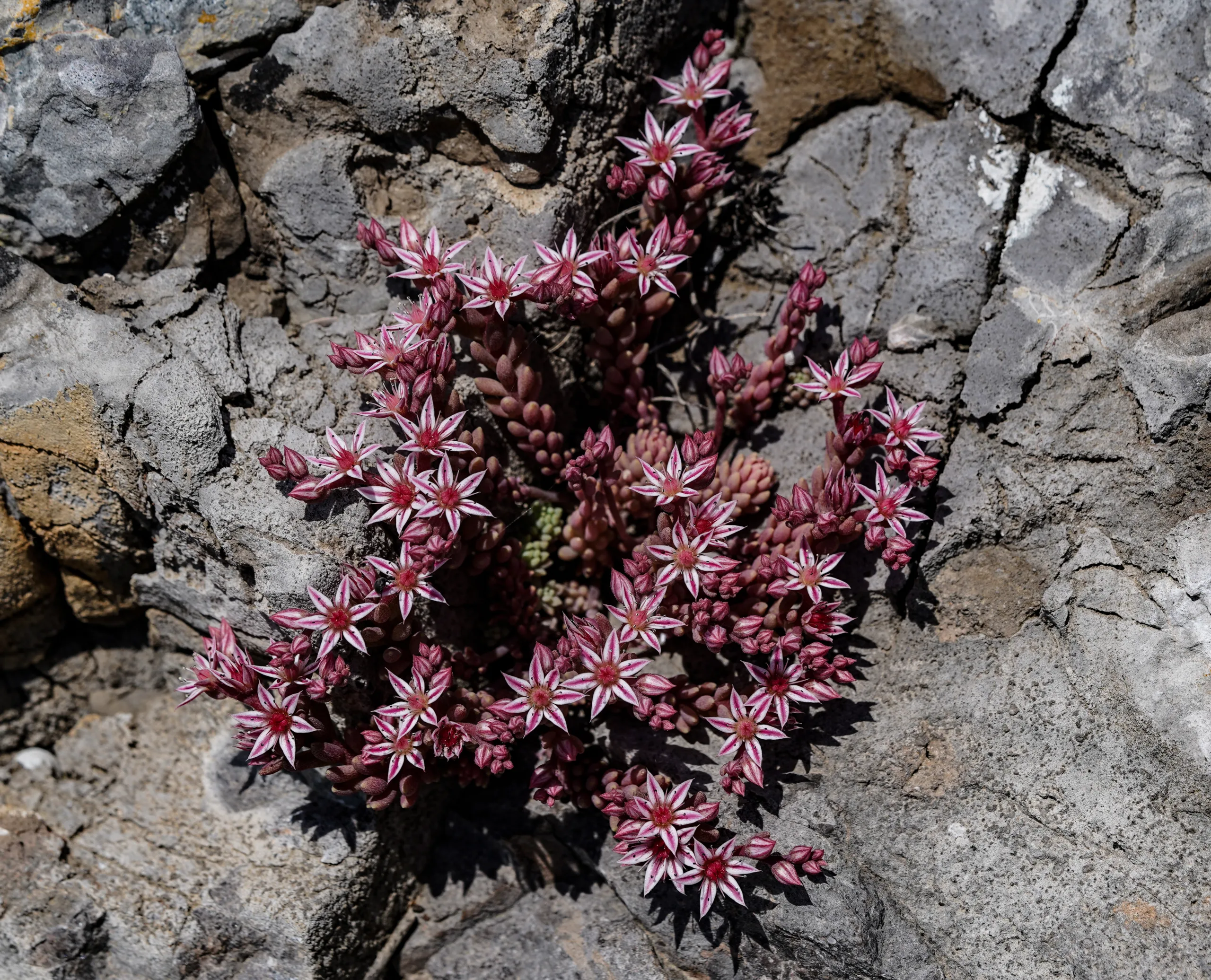 Sedum rubens