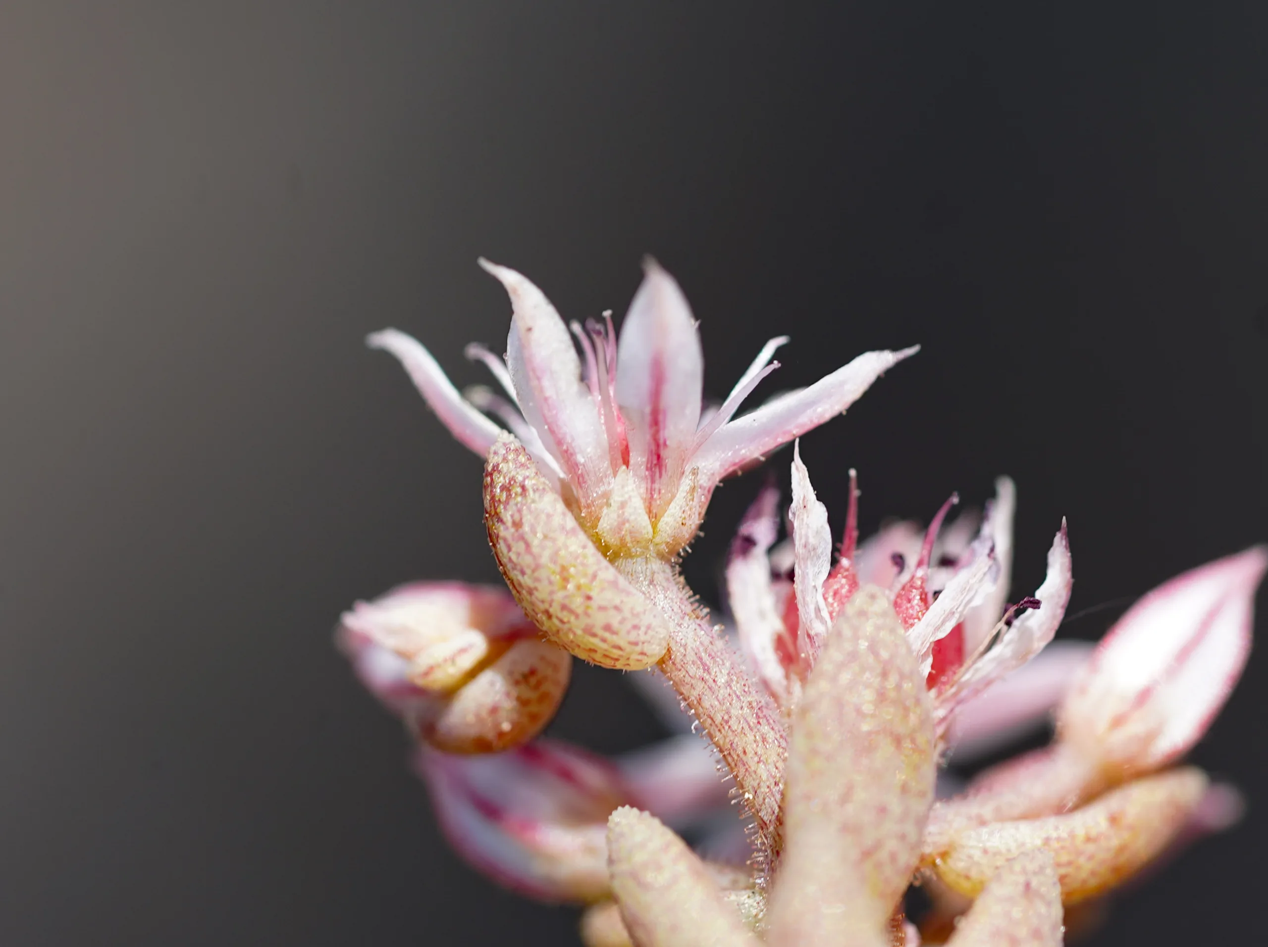 Sedum rubens
