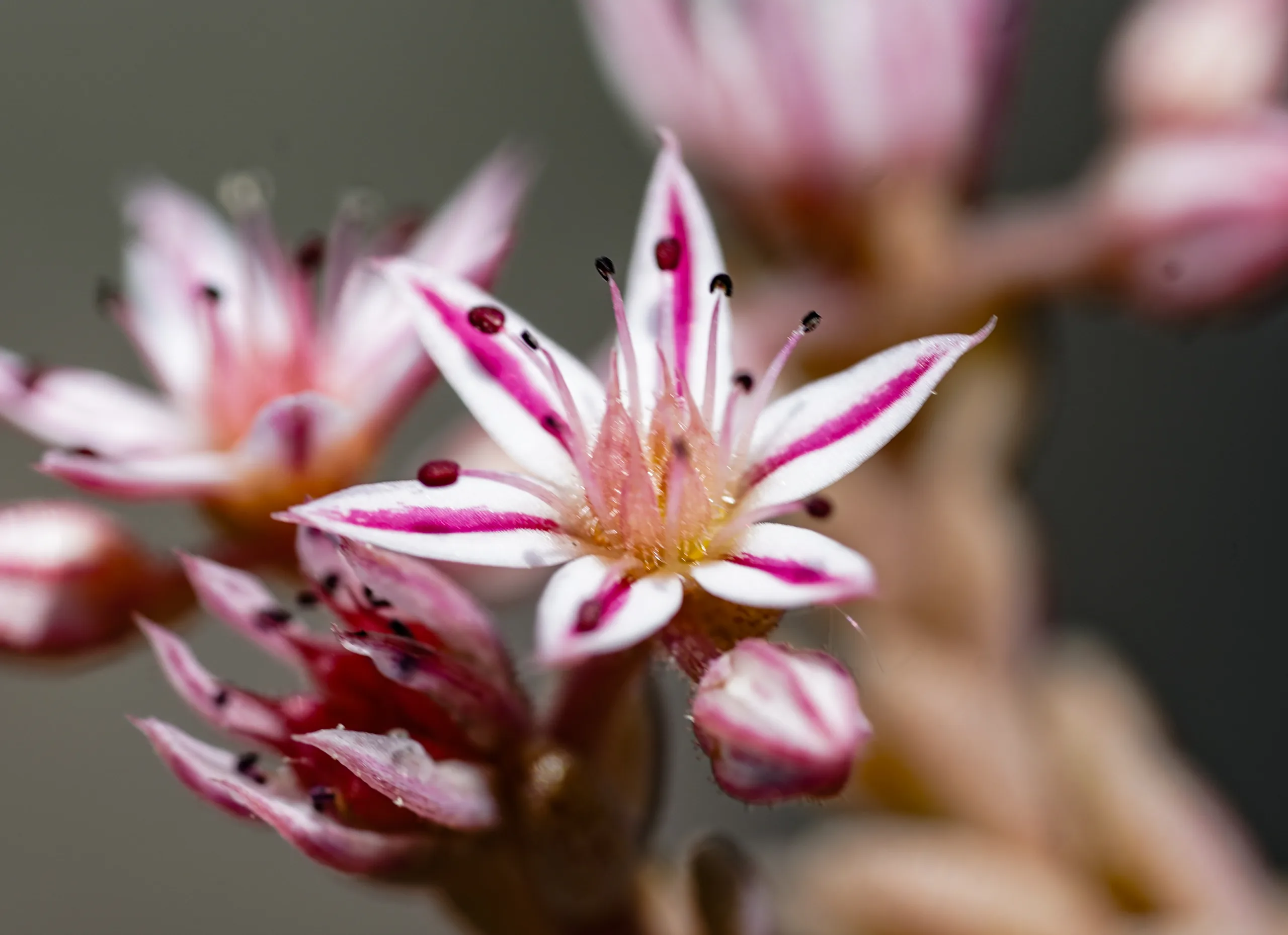 Sedum rubens