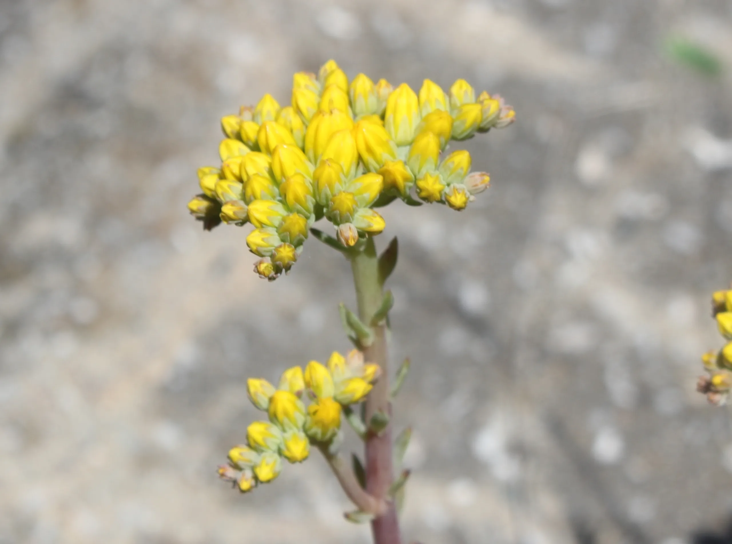 Petrosedum rupestre