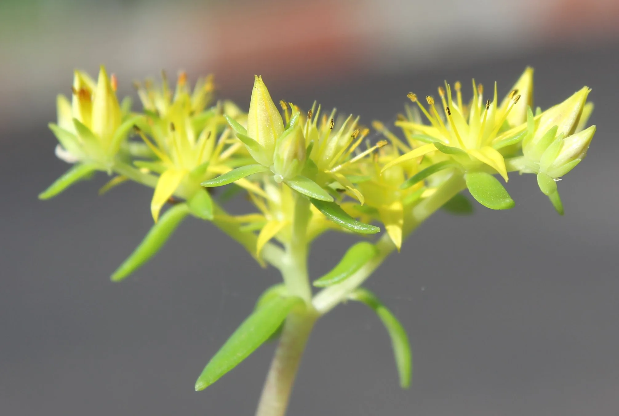 Sedum sarmentosum