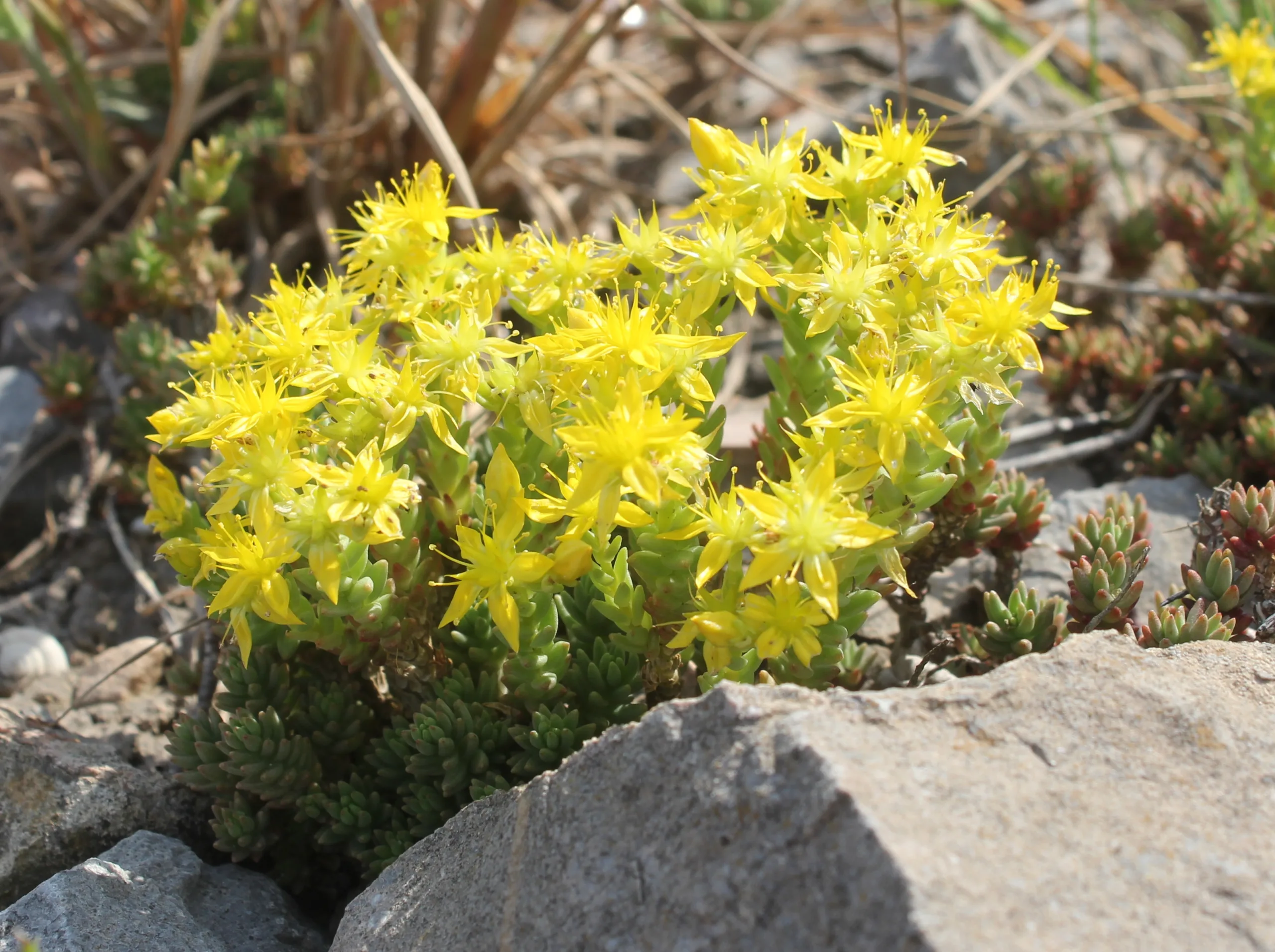 Sedum urvillei