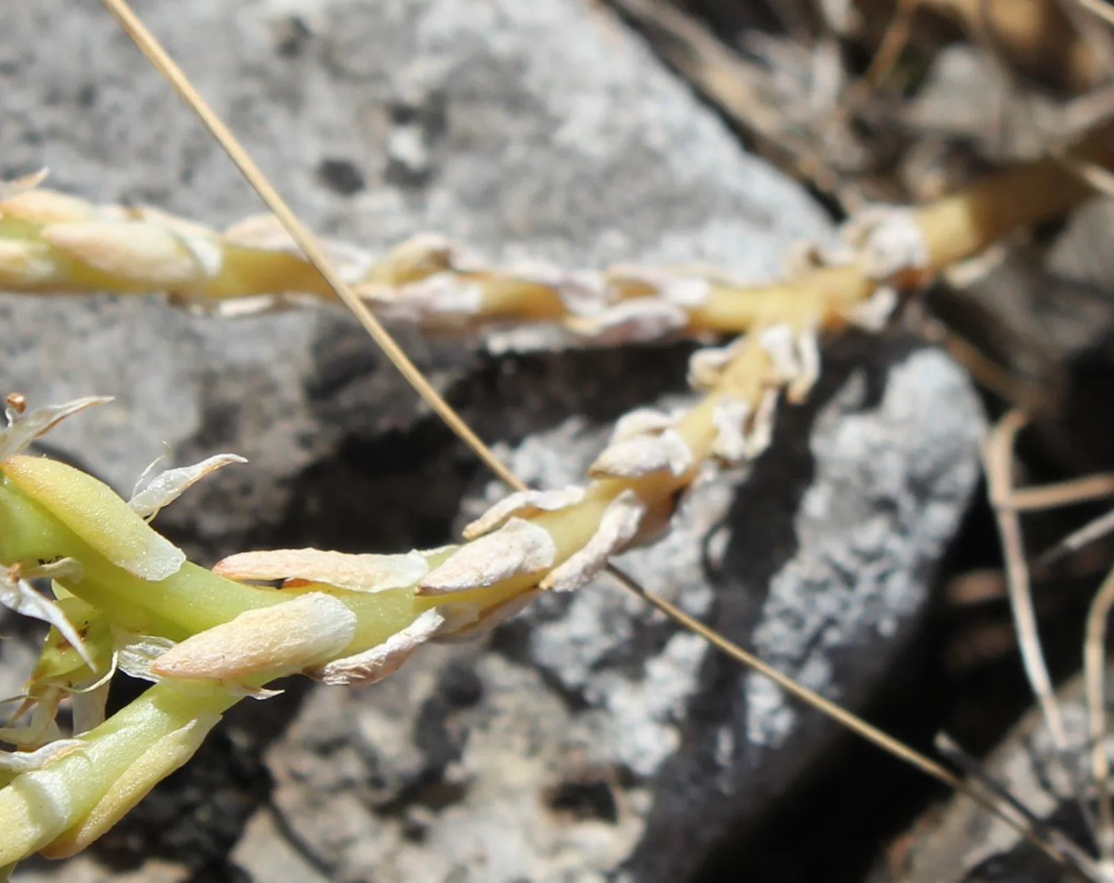 Sedum urvillei