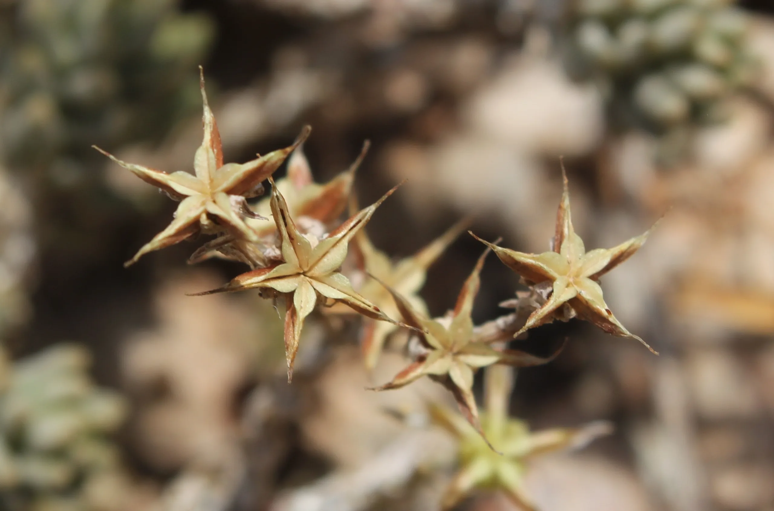 Sedum urvillei