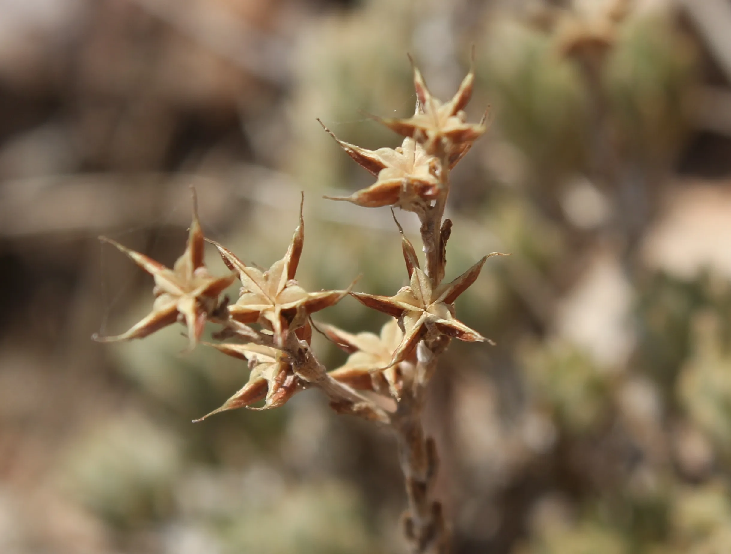 Sedum urvillei
