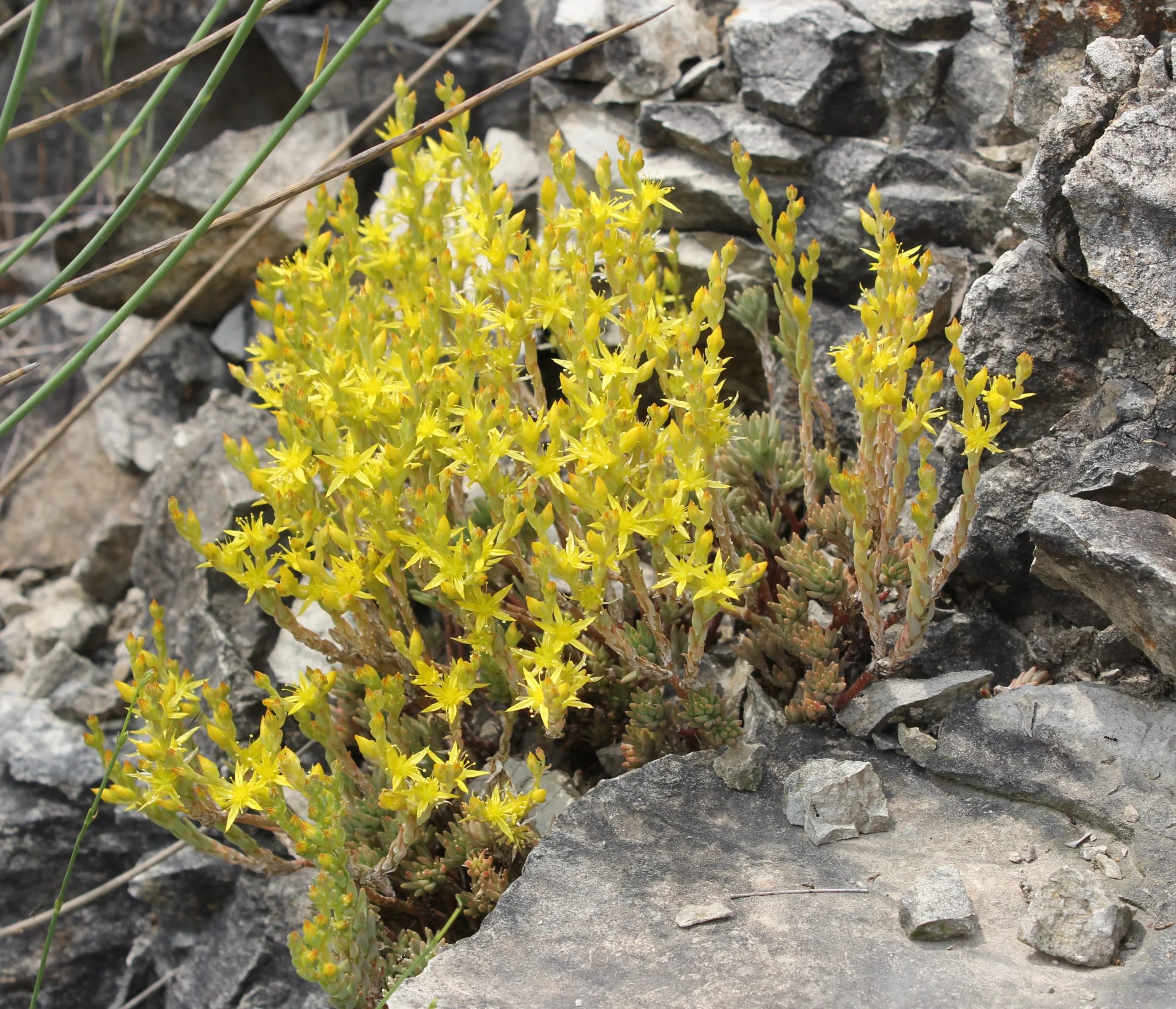 Sedum urvillei