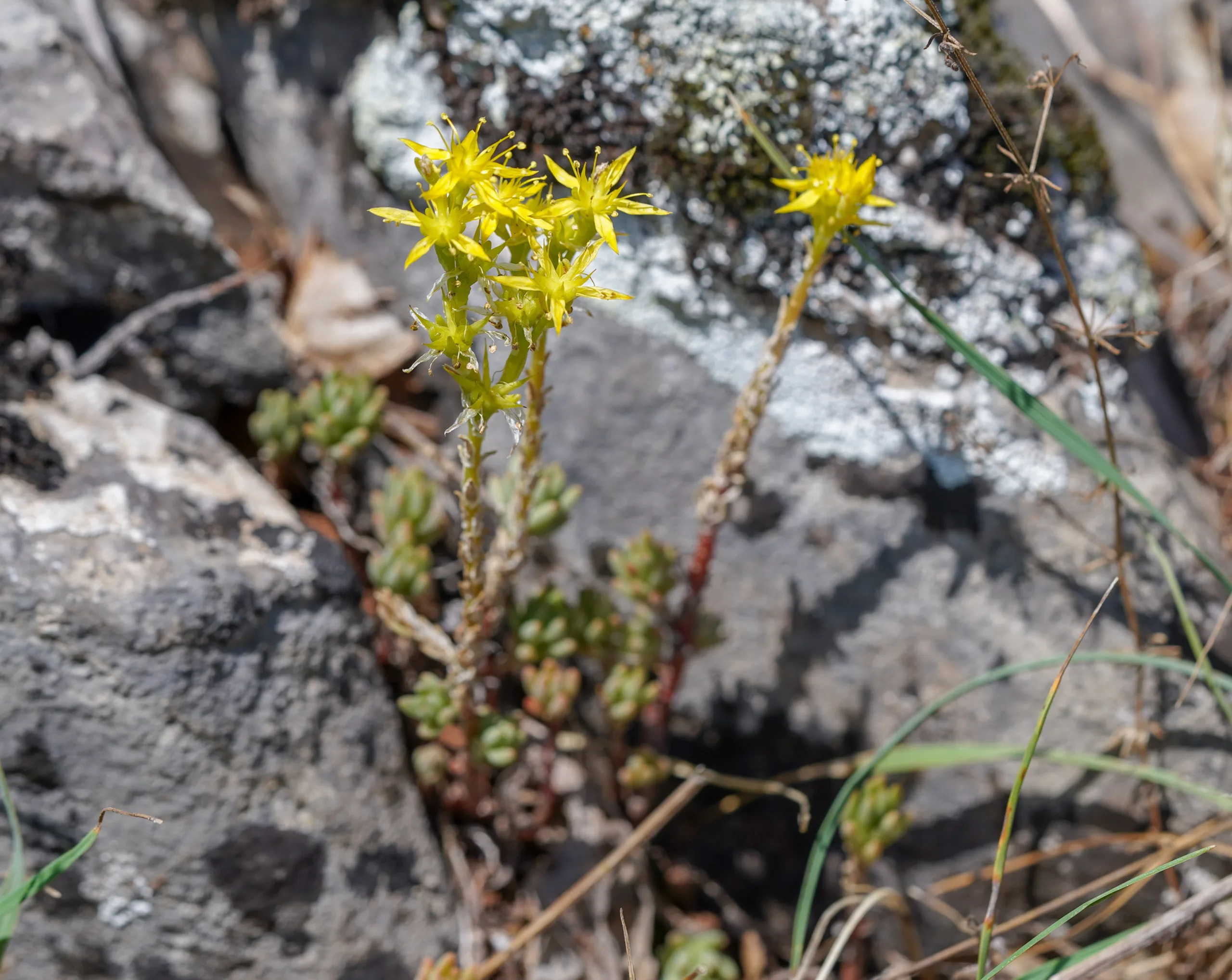 Sedum urvillei