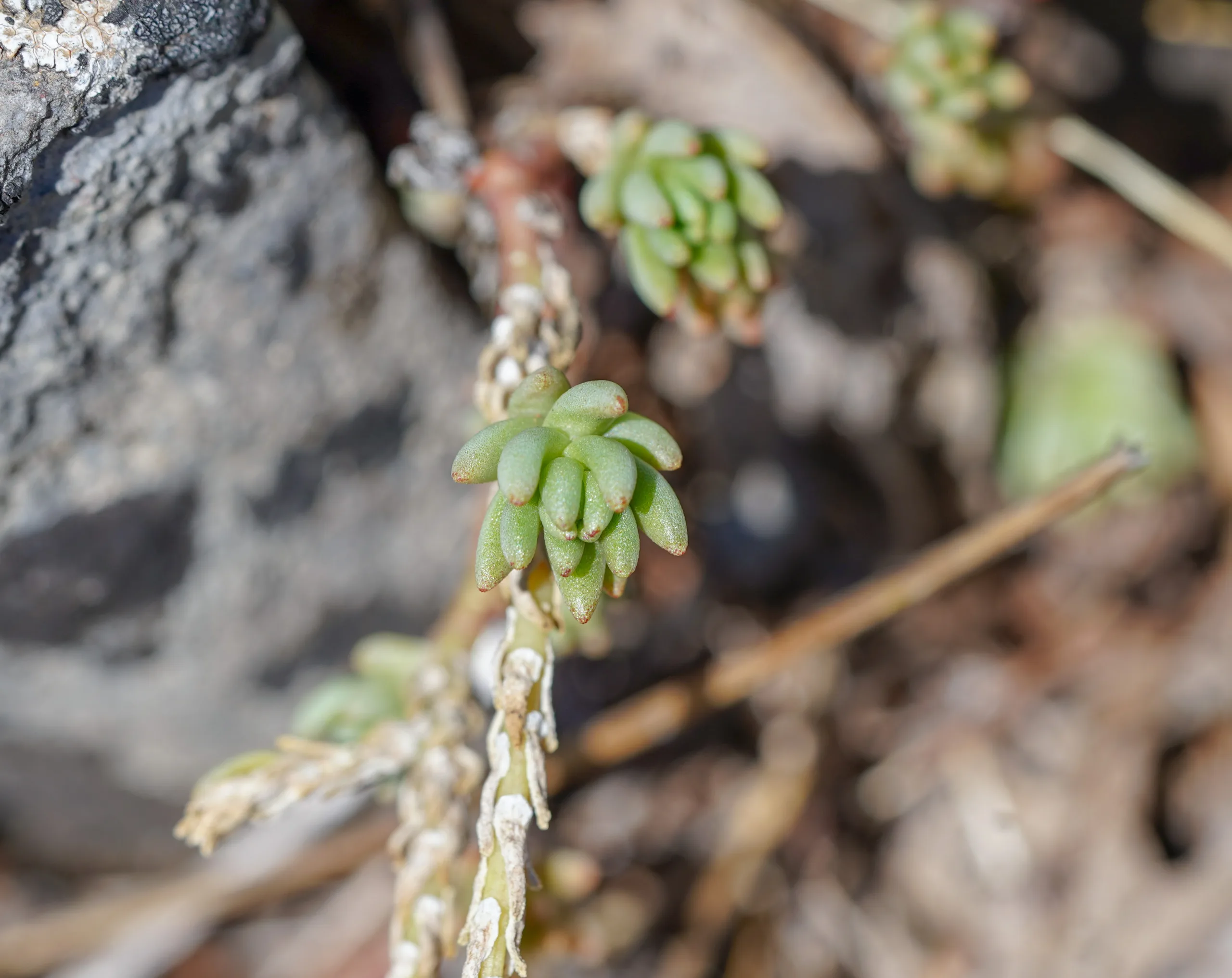 Sedum urvillei
