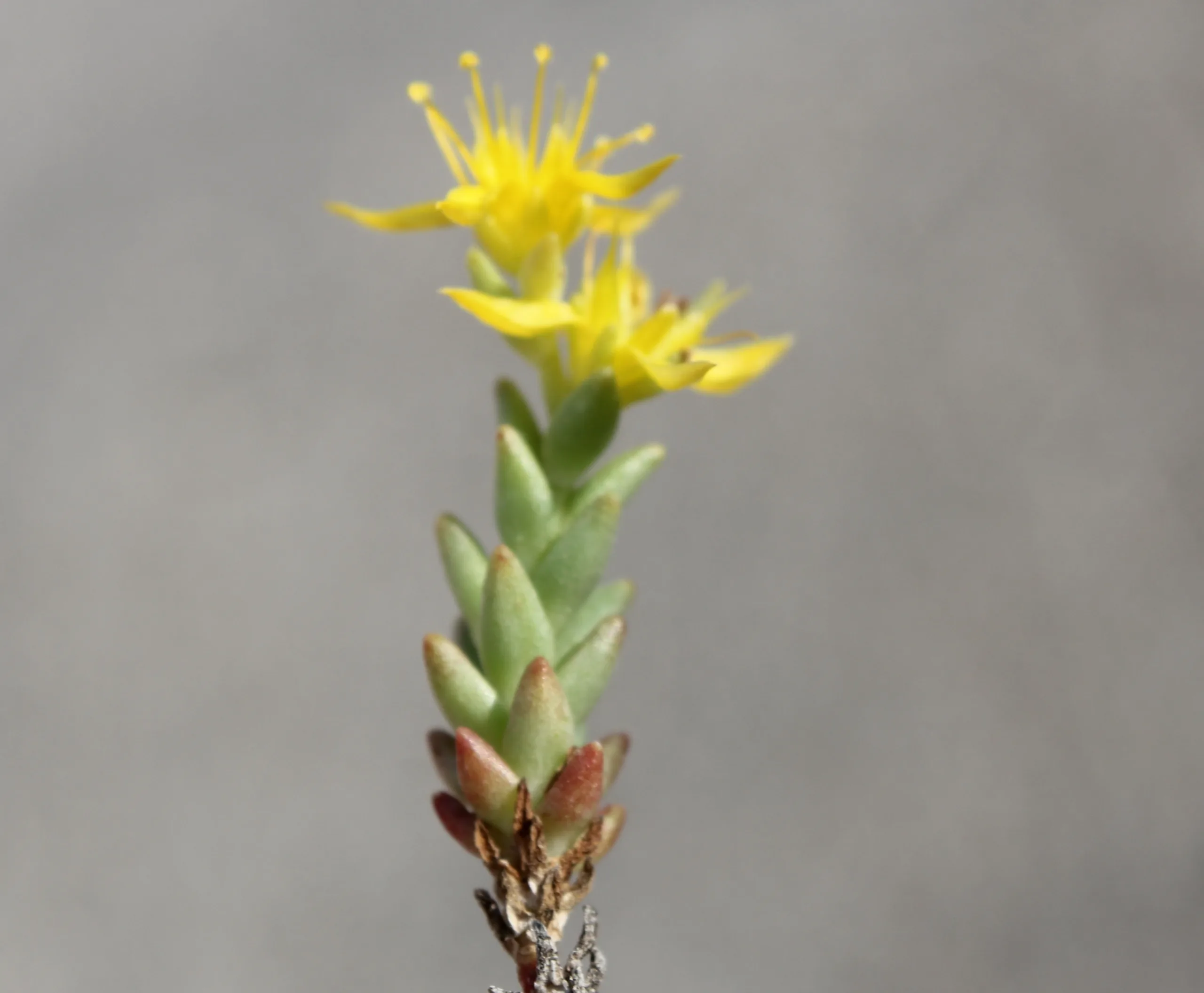 Sedum urvillei