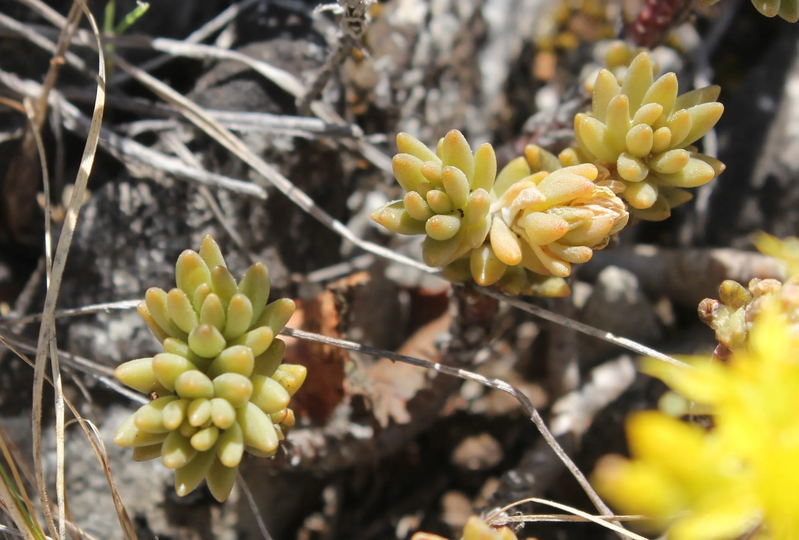 Sedum urvillei