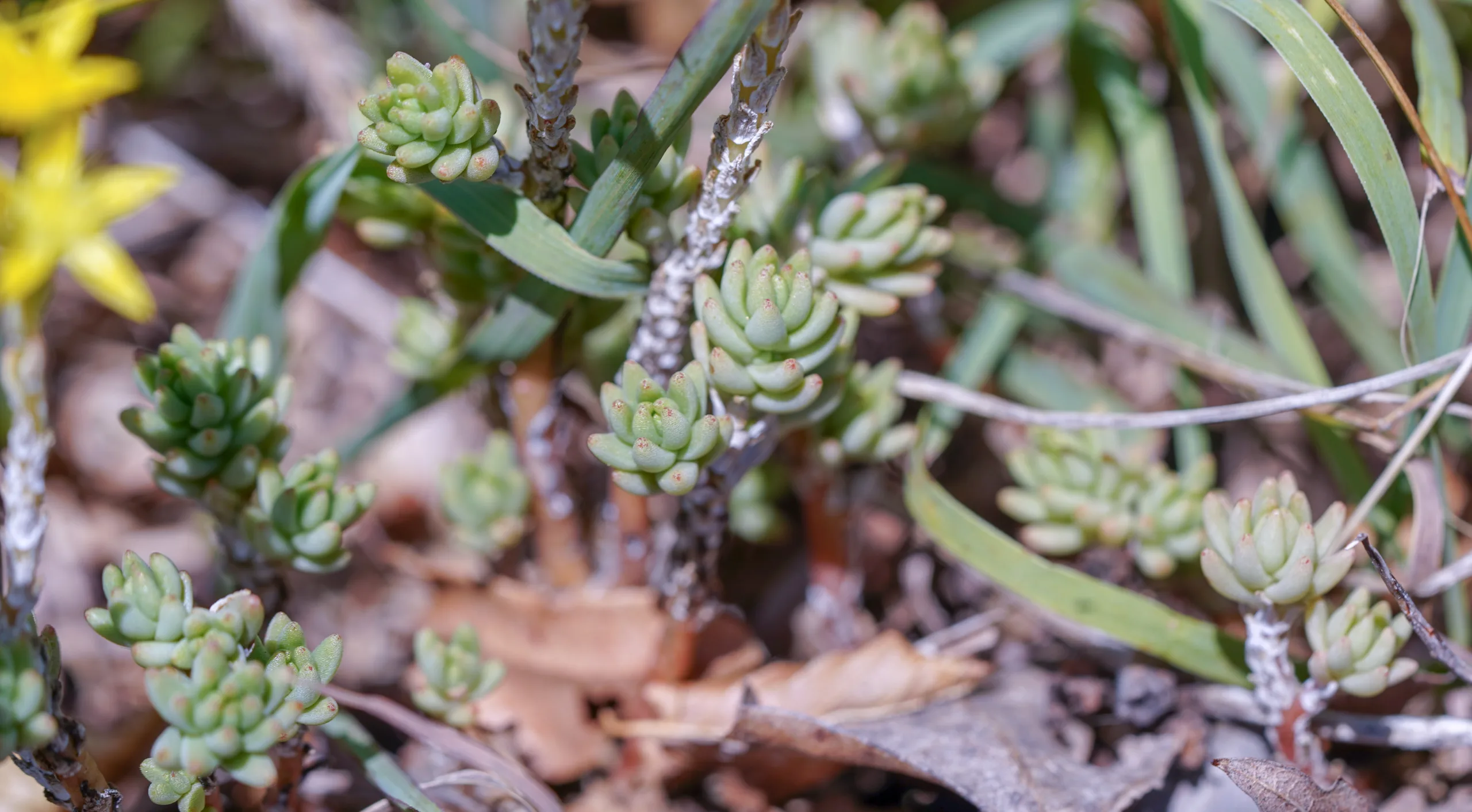 Sedum urvillei