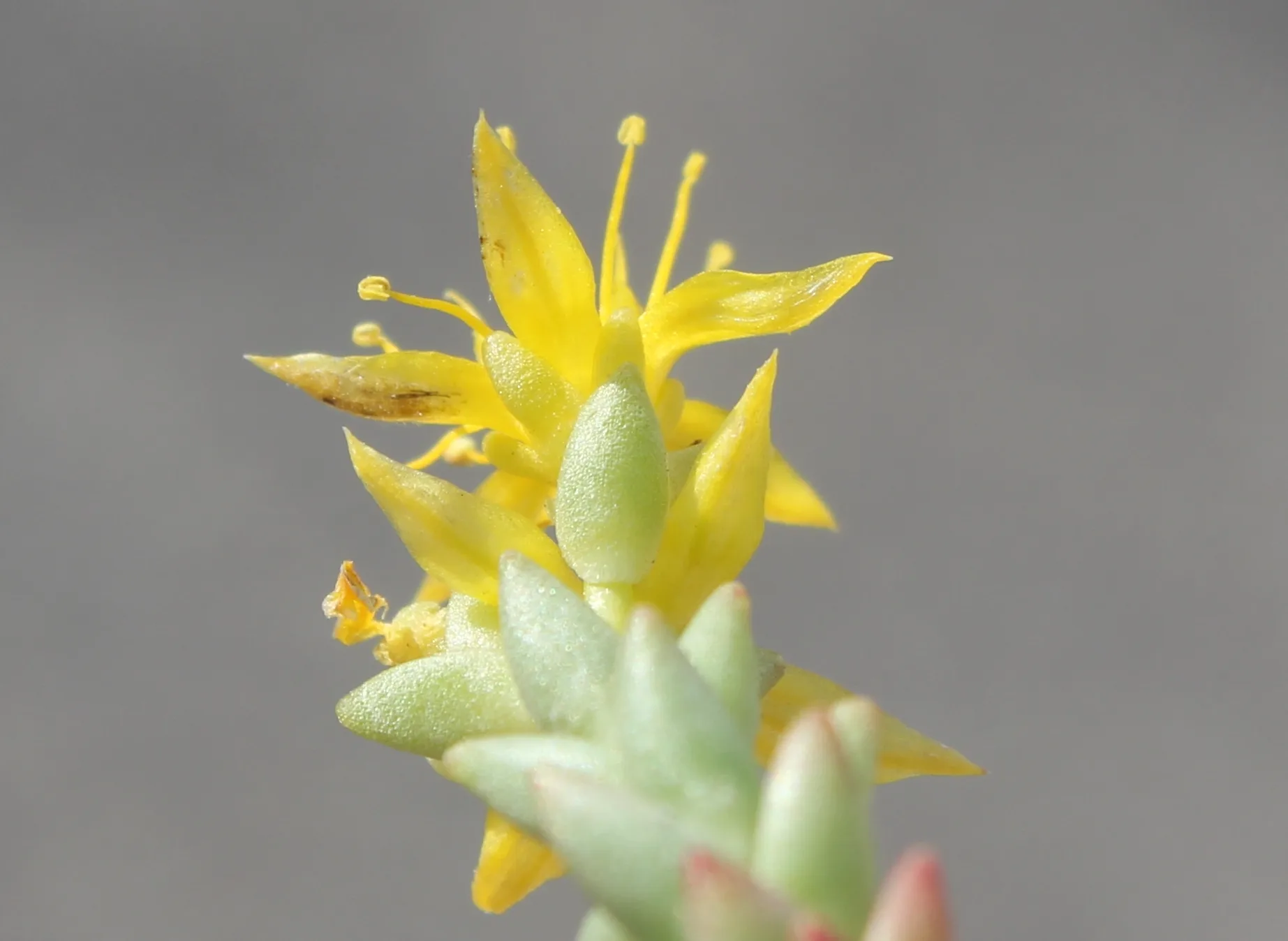 Sedum urvillei