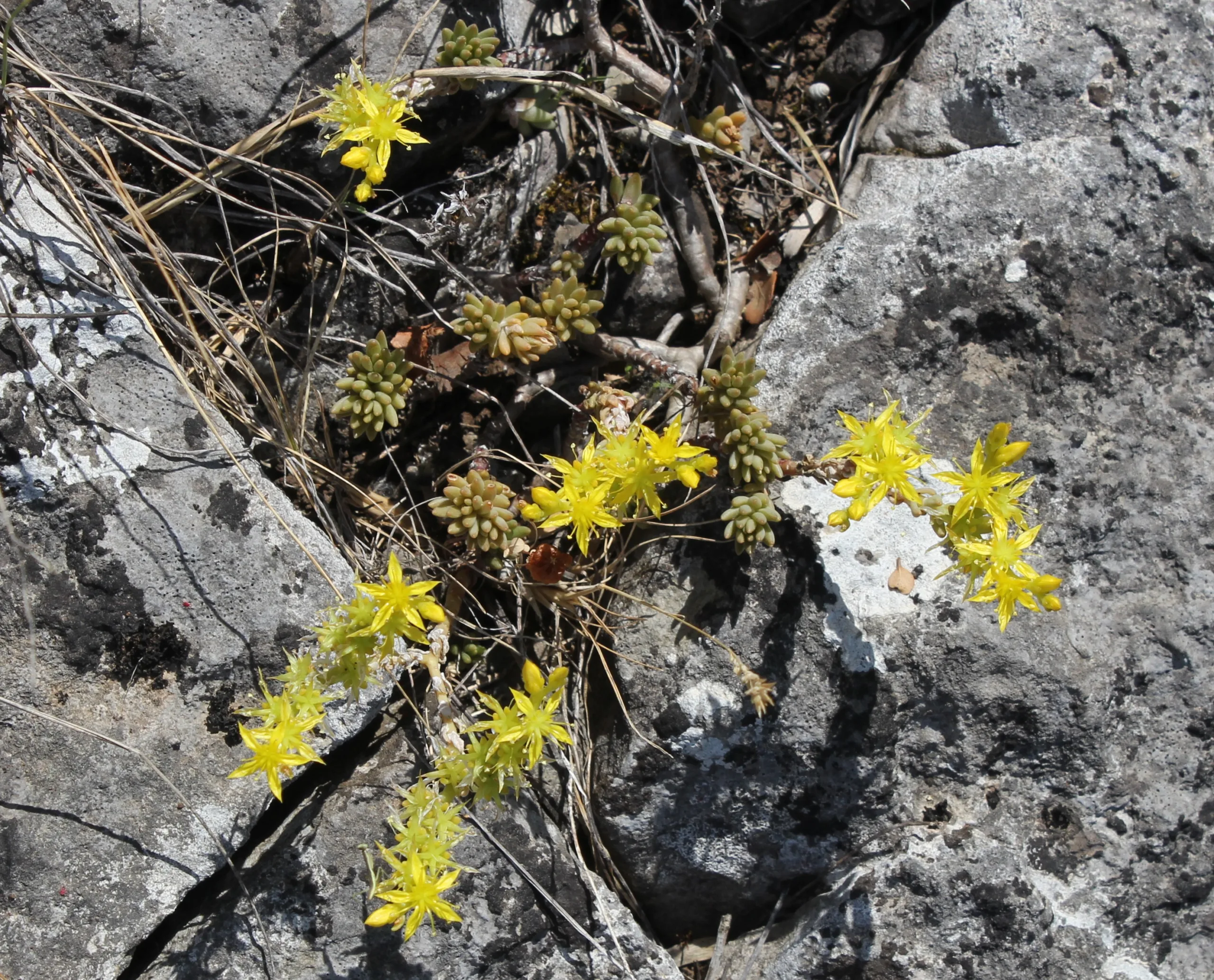 Sedum urvillei