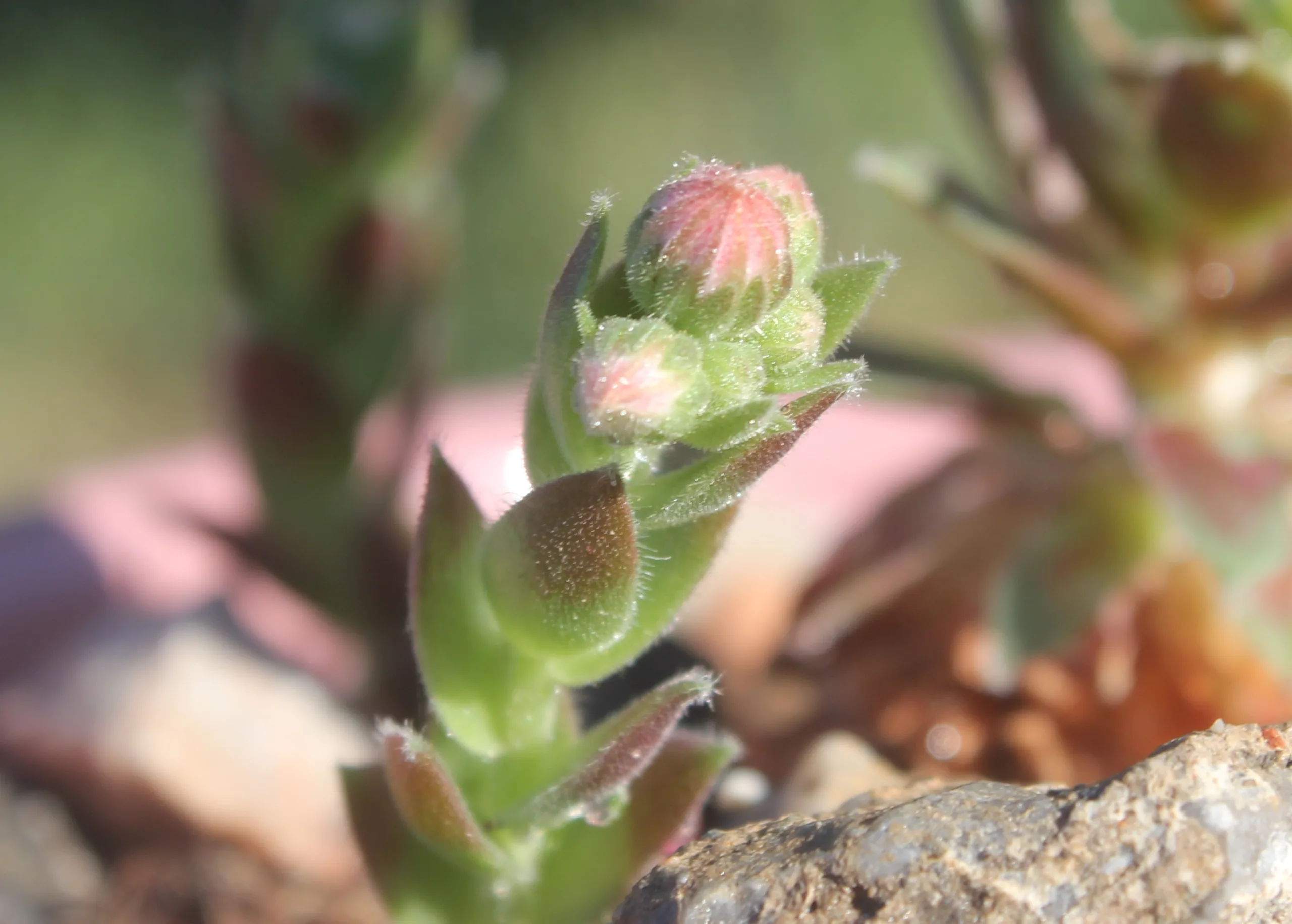Sempervivum tectorum