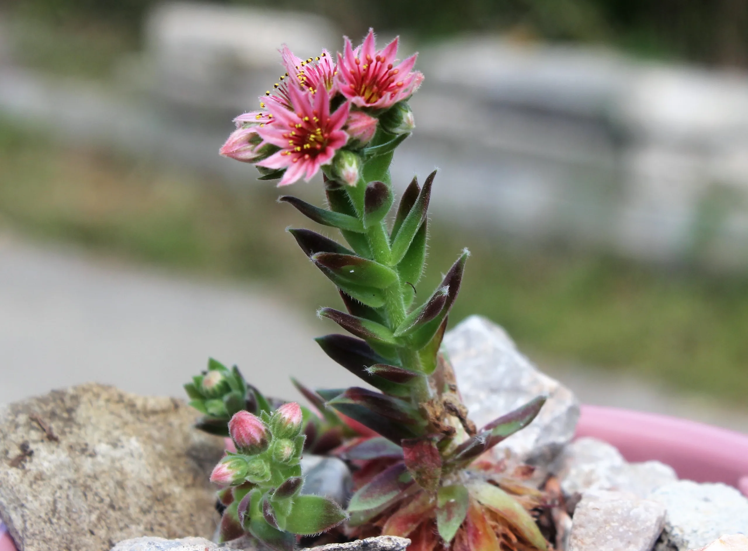 Sempervivum tectorum