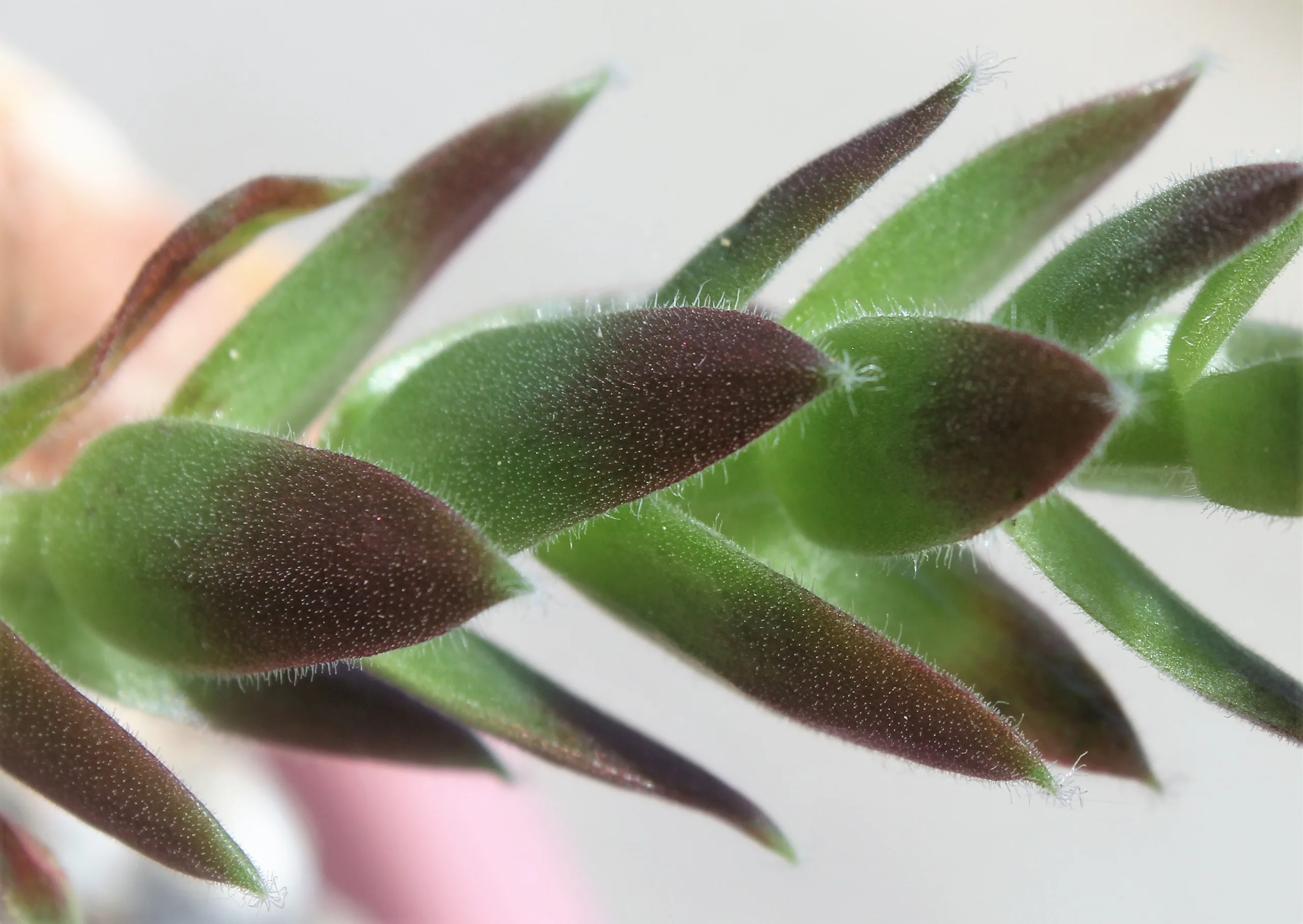 Sempervivum tectorum