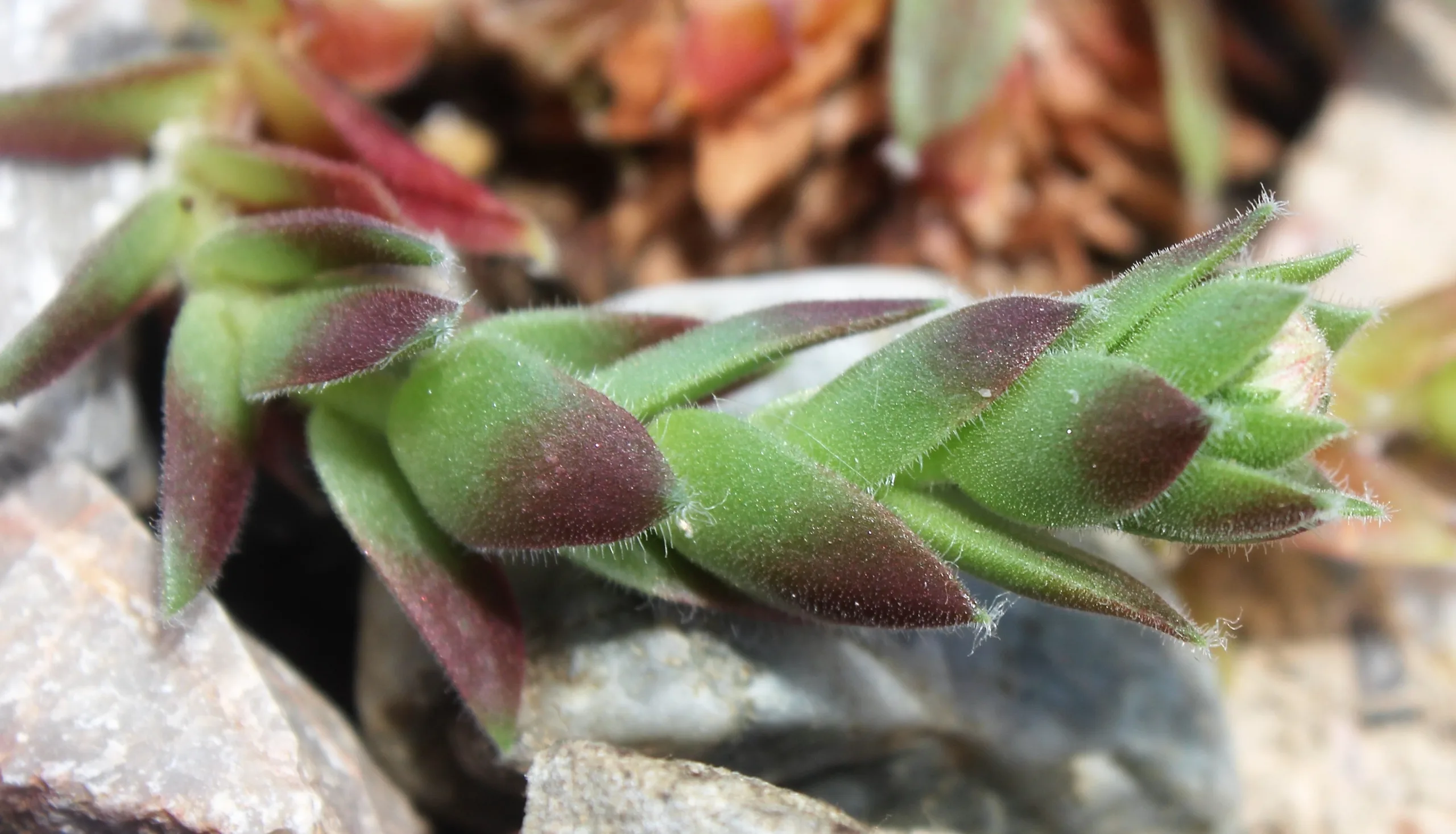 Sempervivum tectorum