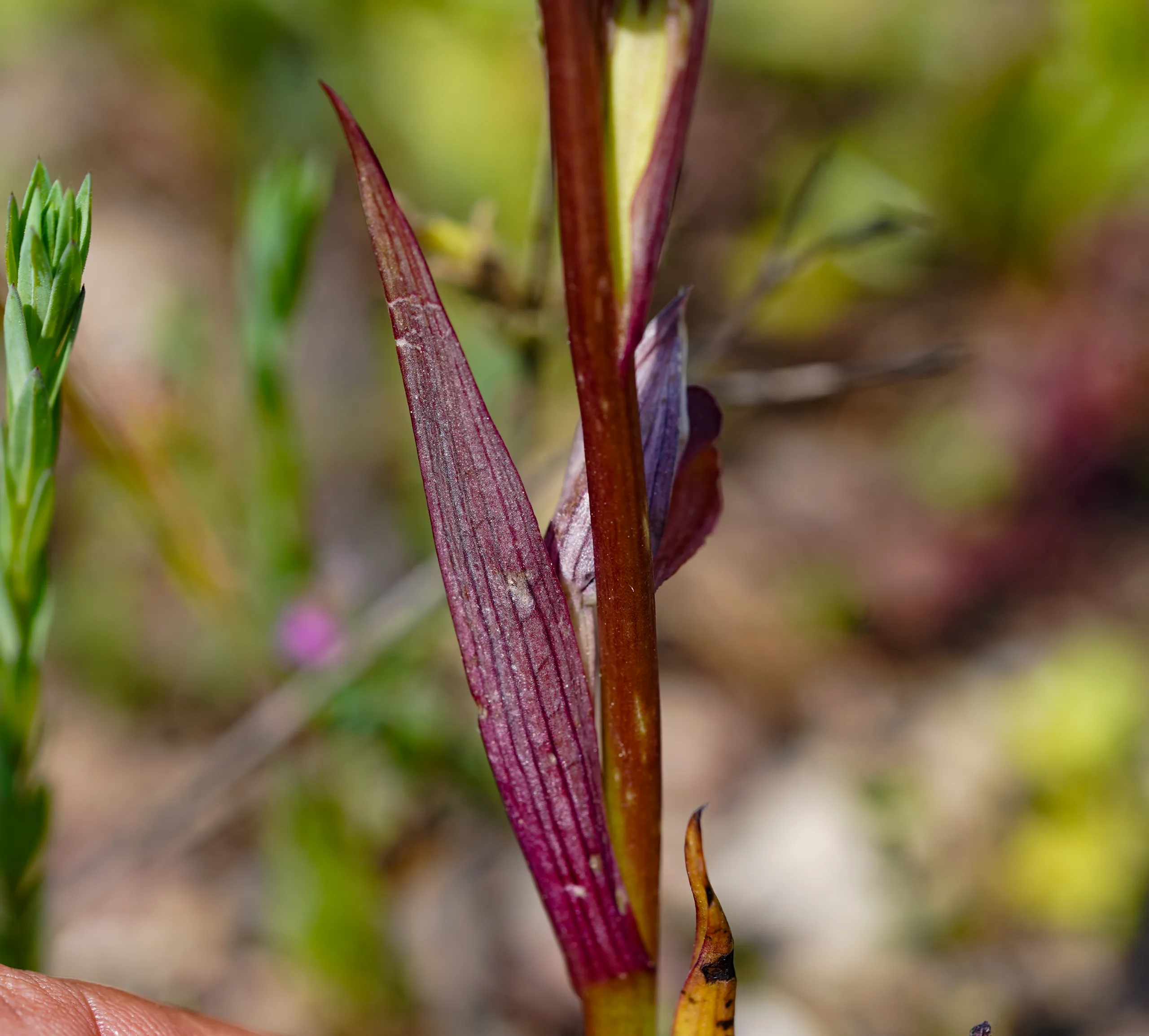 Serapias bergonii