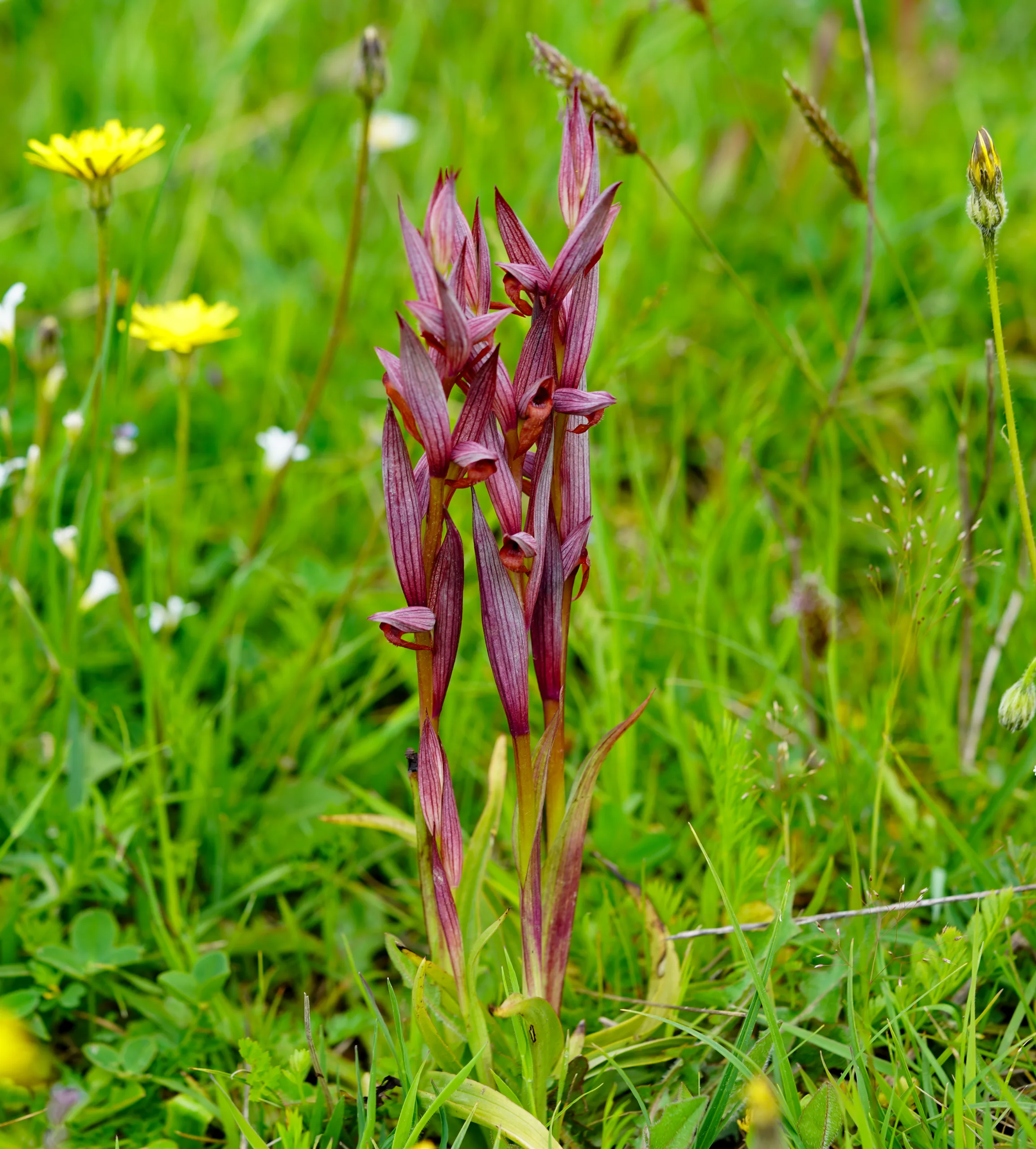 Serapias bergonii