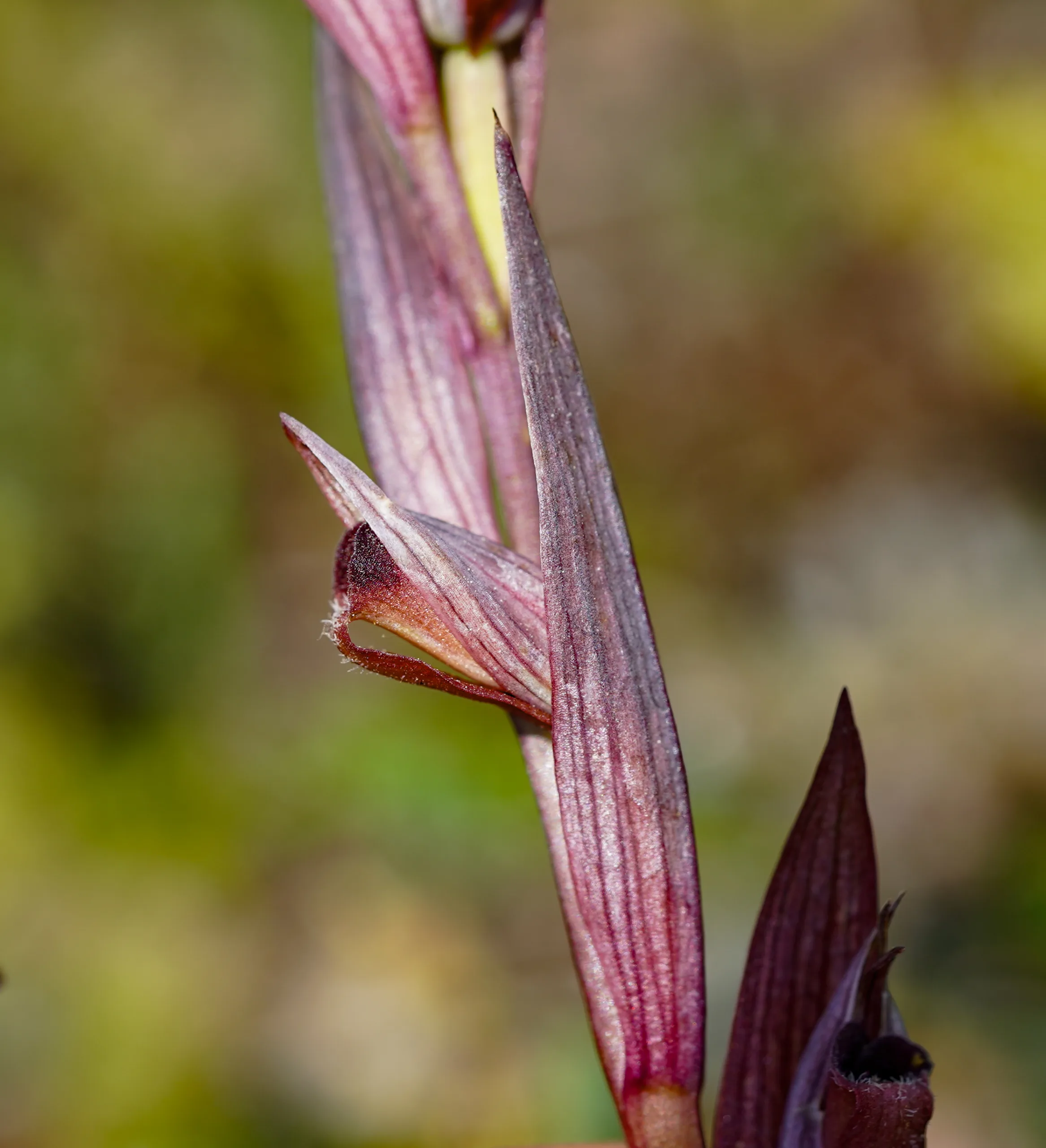 Serapias bergonii