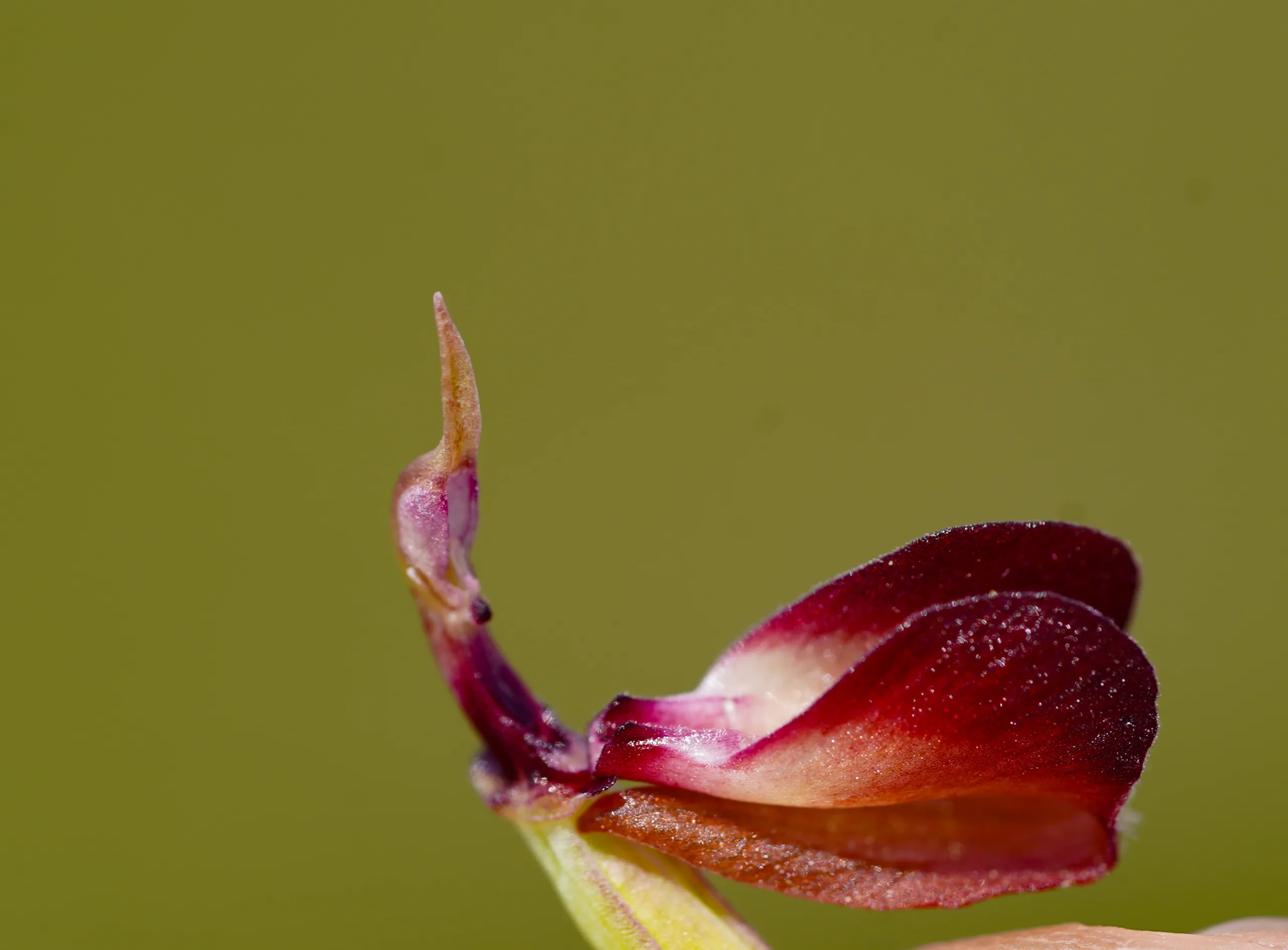 Serapias bergonii