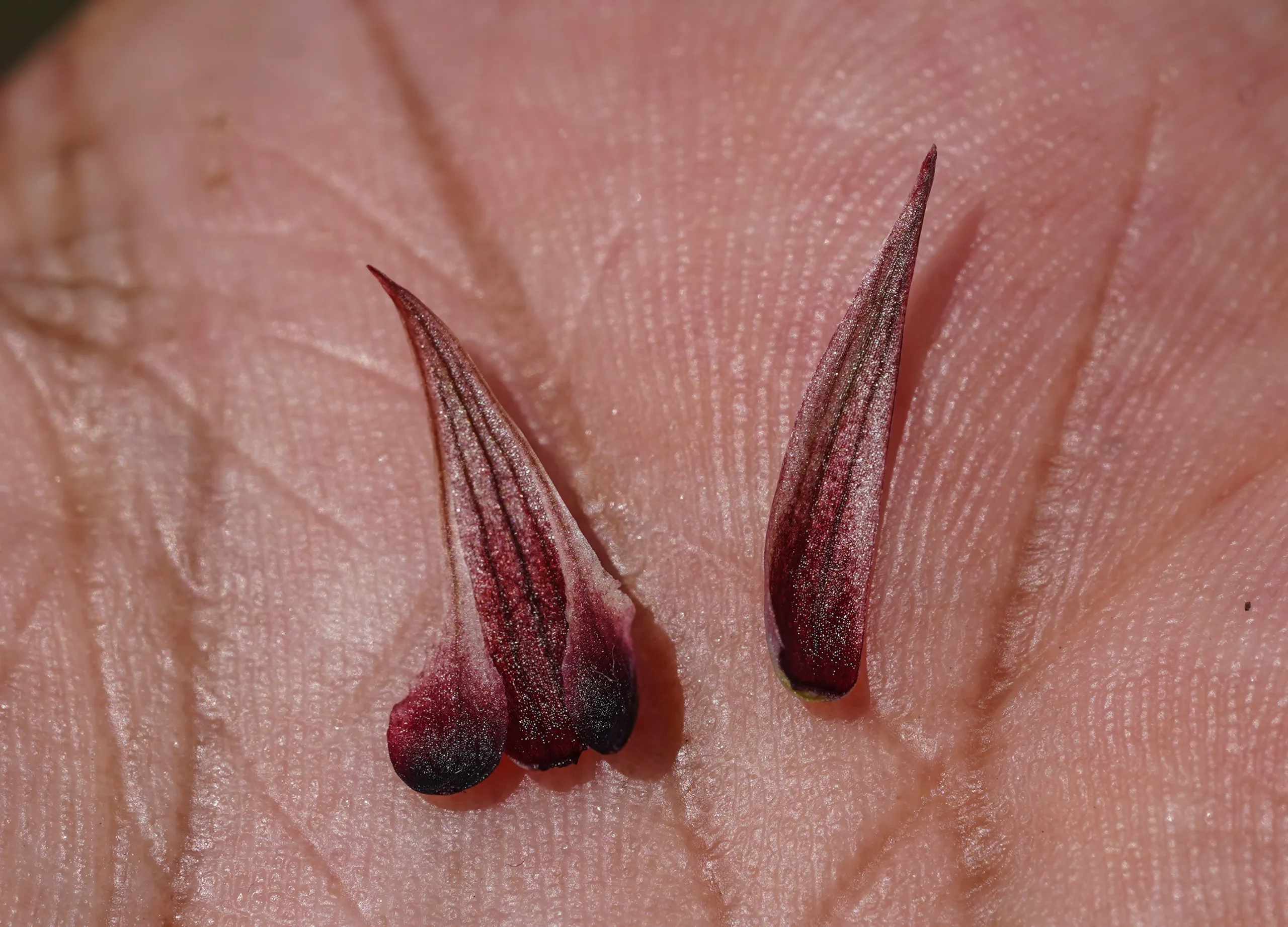 Serapias bergonii