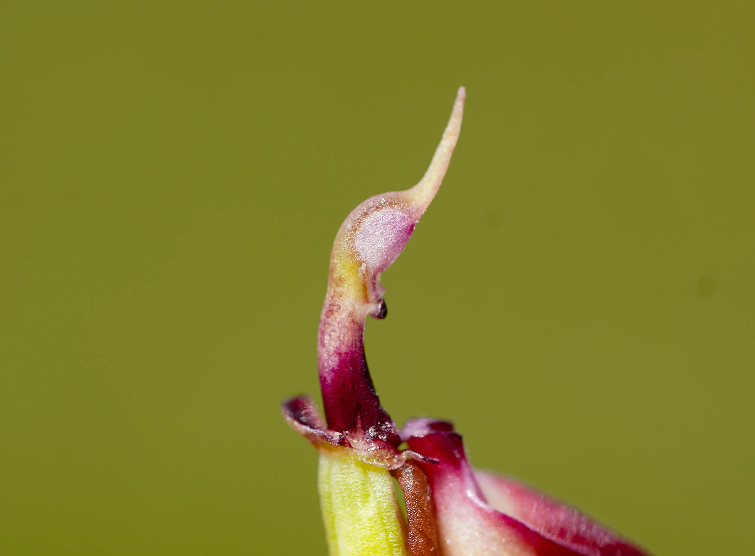 Serapias bergonii