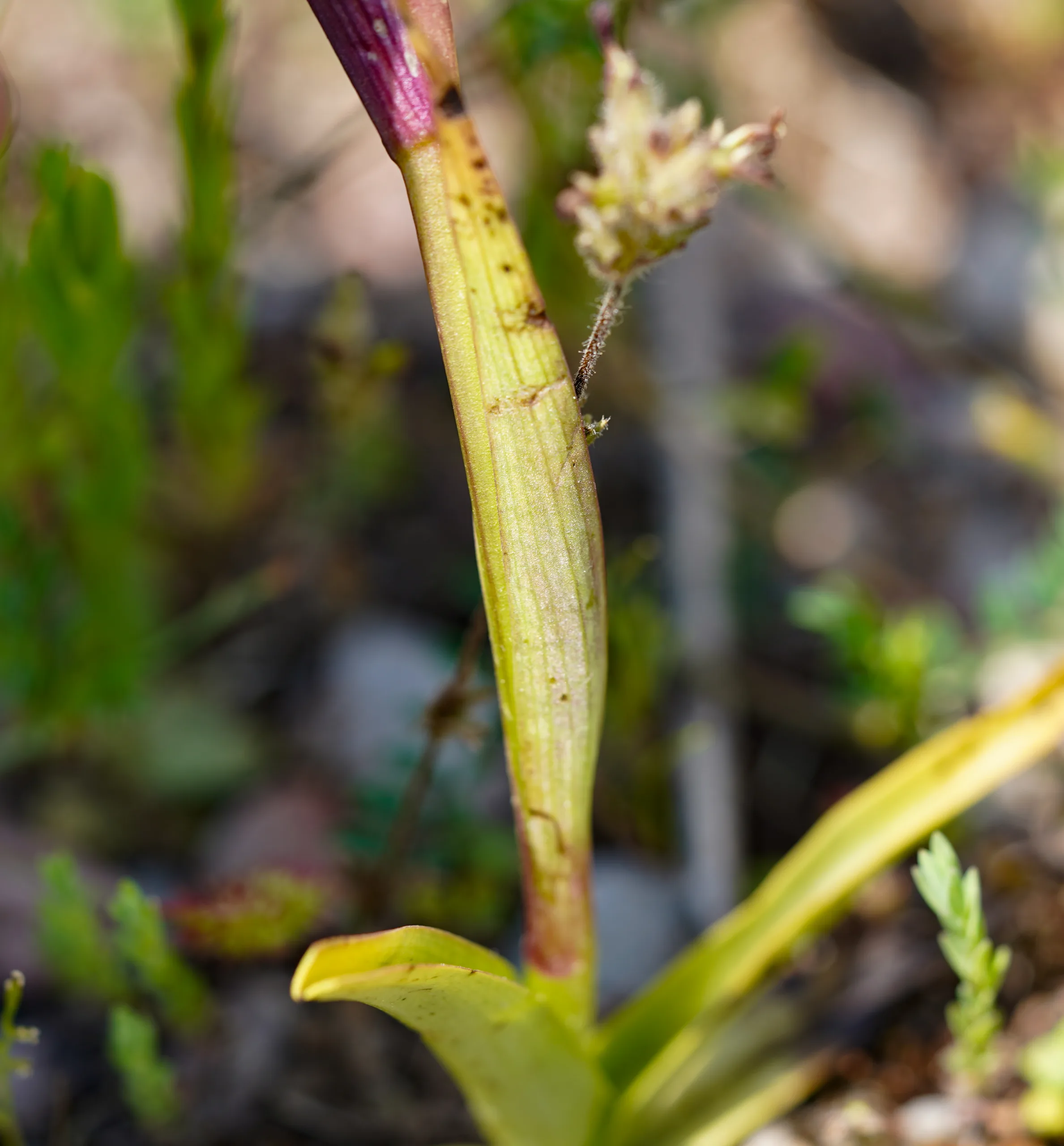 Serapias bergonii